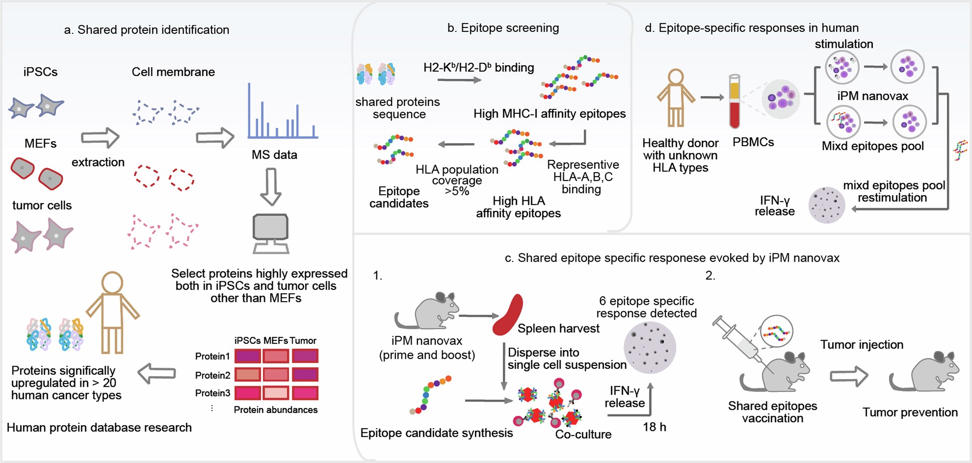 Extended Data Fig. 3: Schematic illustration of epitope prediction and validation to examine the epitope basis of the effectiveness of iPM nanovax.