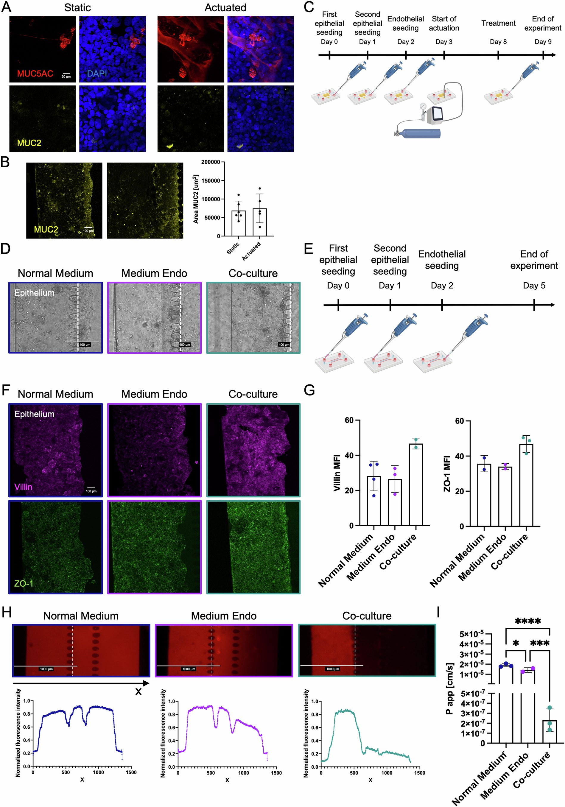 Extended Data Fig. 2: Influence of endothelium on the intestinal epithelium in the chip.