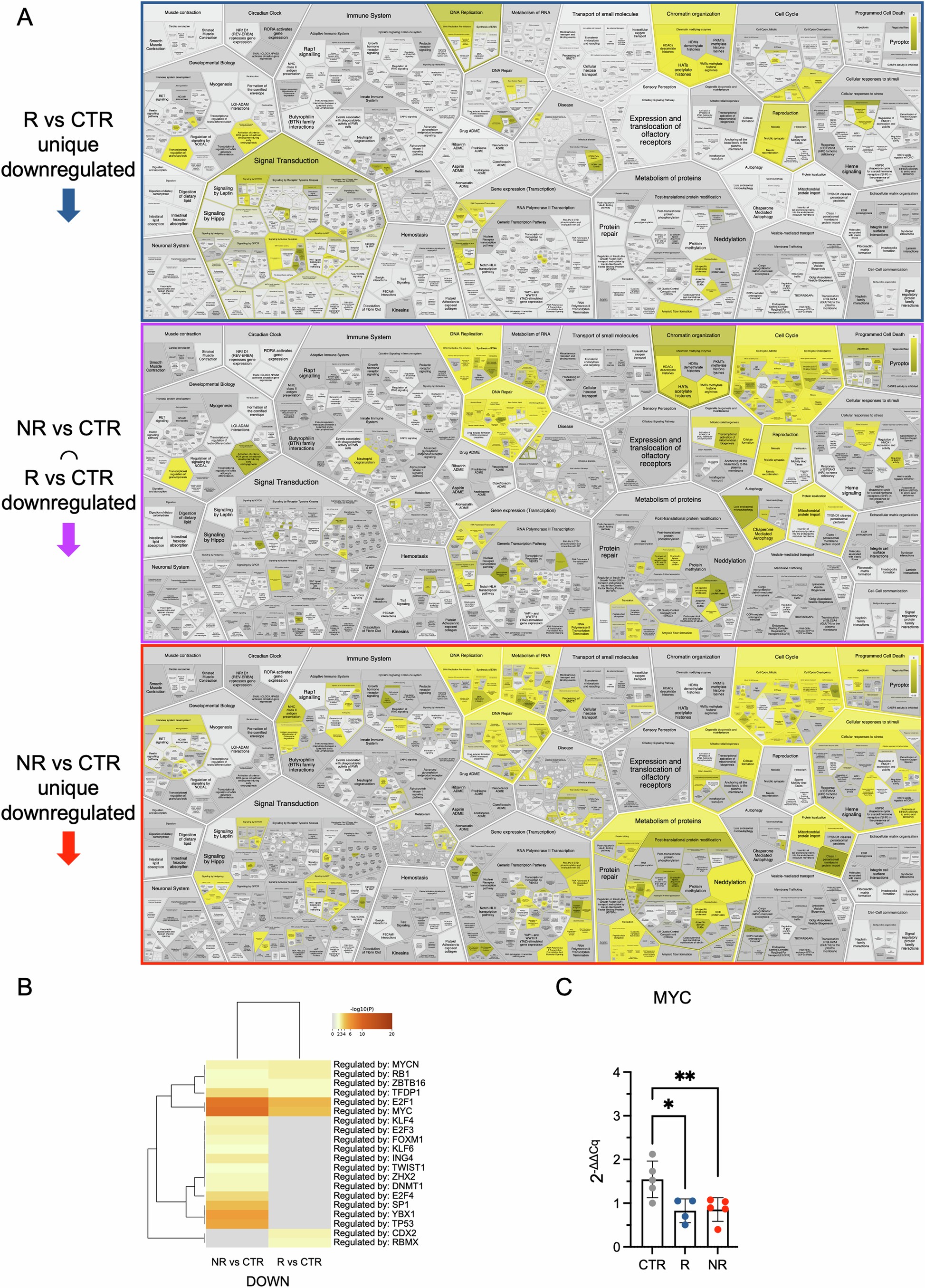 Extended Data Fig. 4: Transcriptomic characterization of intestinal cells treated with microbiota from patients with melanoma.