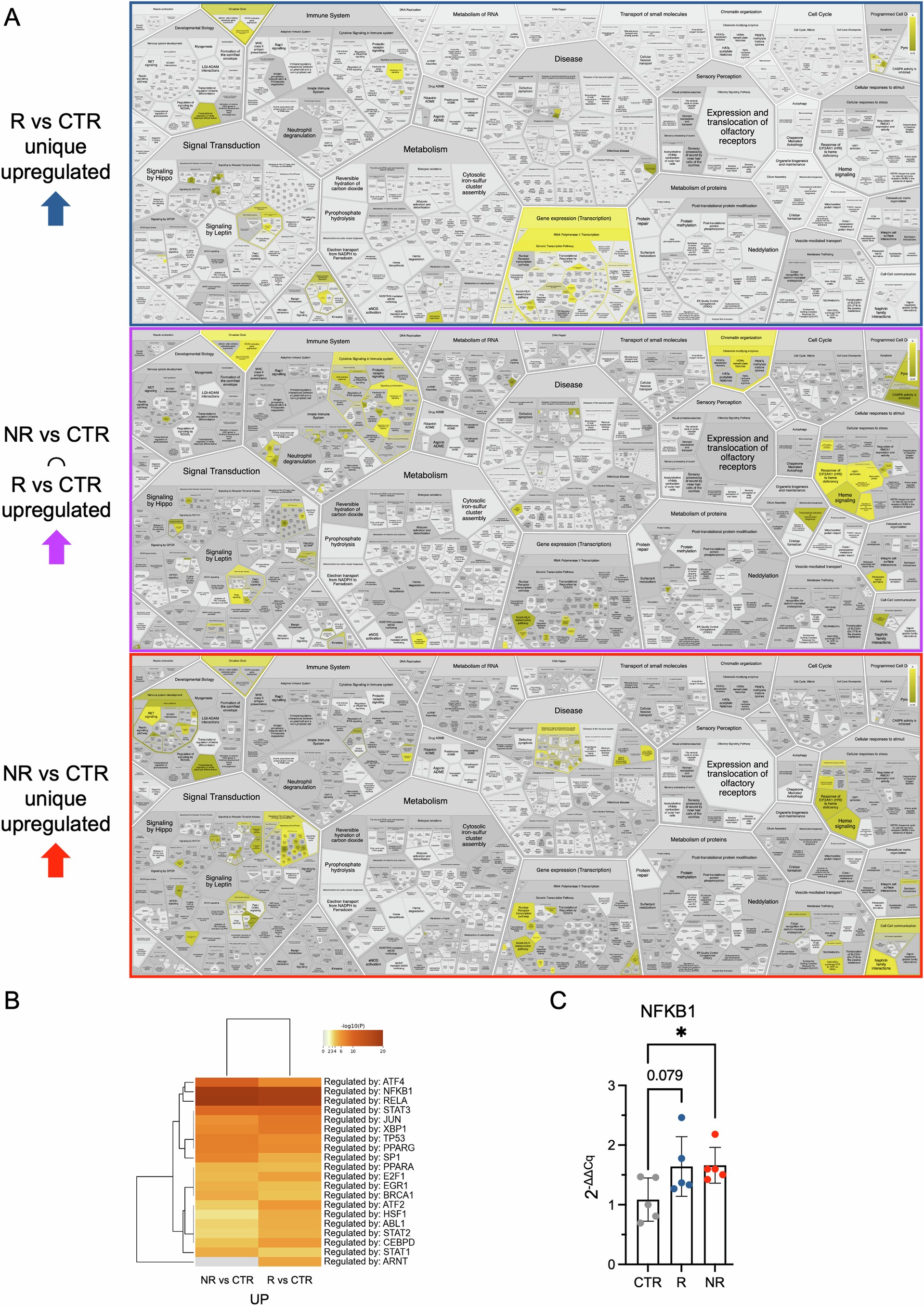 Extended Data Fig. 5: Transcriptomic characterization of intestinal cells treated with microbiota from patients with melanoma.