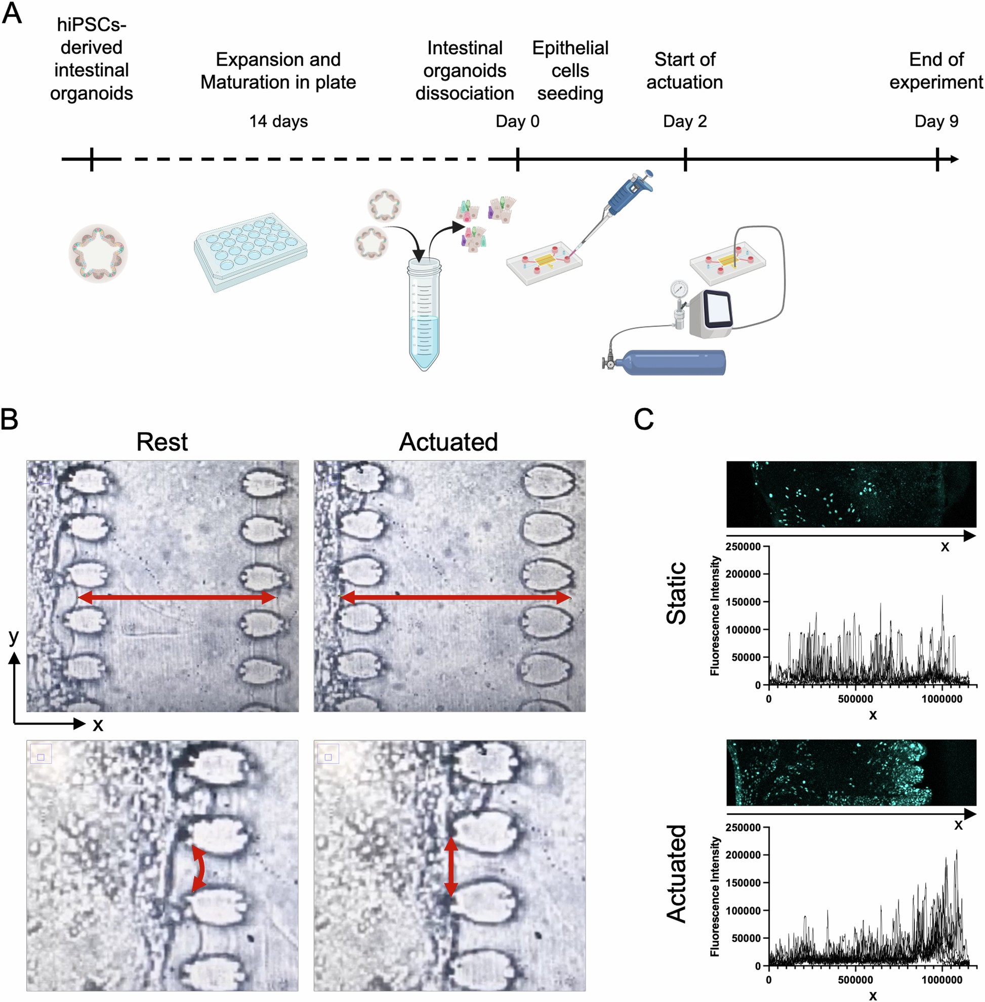 Extended Data Fig. 1: Human iPSC-derived intestinal organoids.