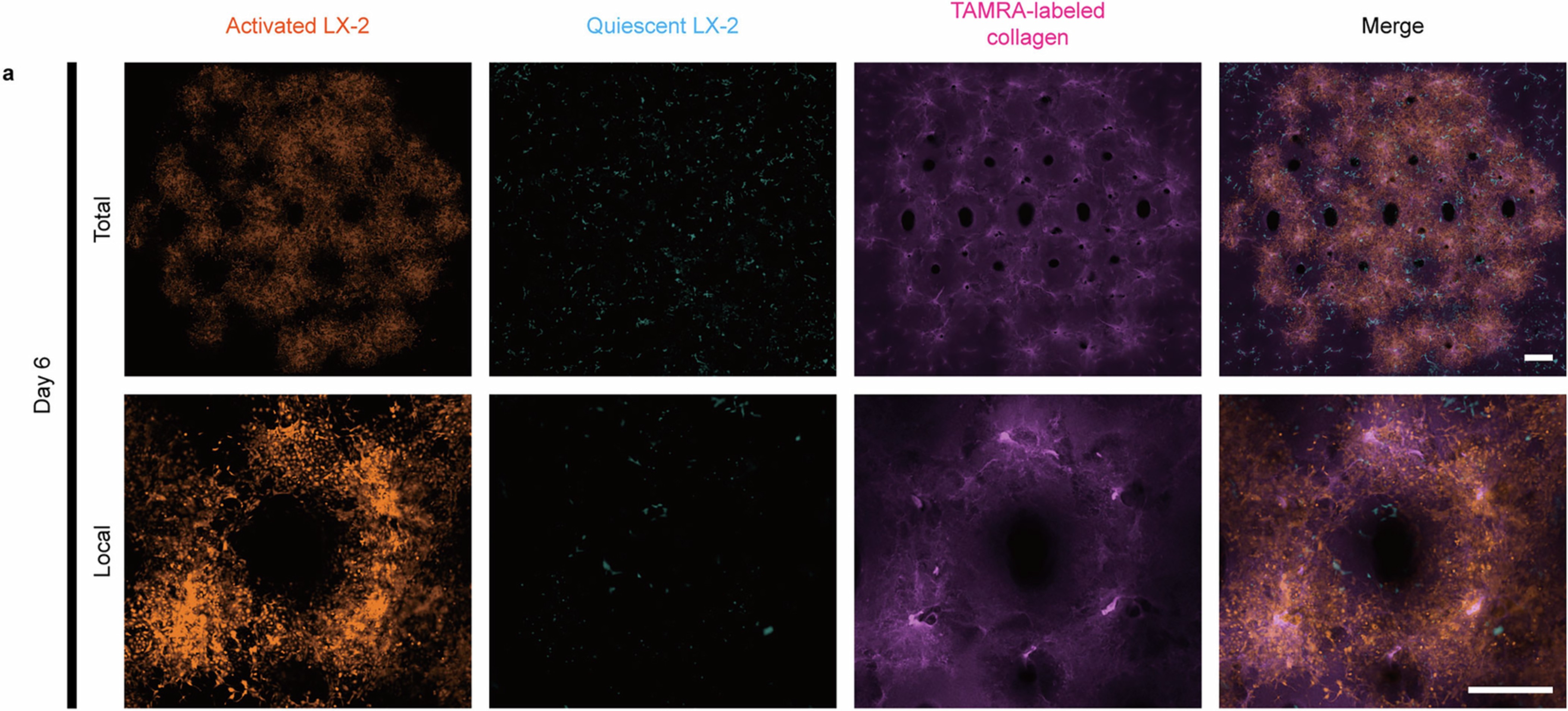 Extended Data Fig. 3: Long-term culture of the in vitro micro-tissue model of liver fibrosis constructed with LX-2s.