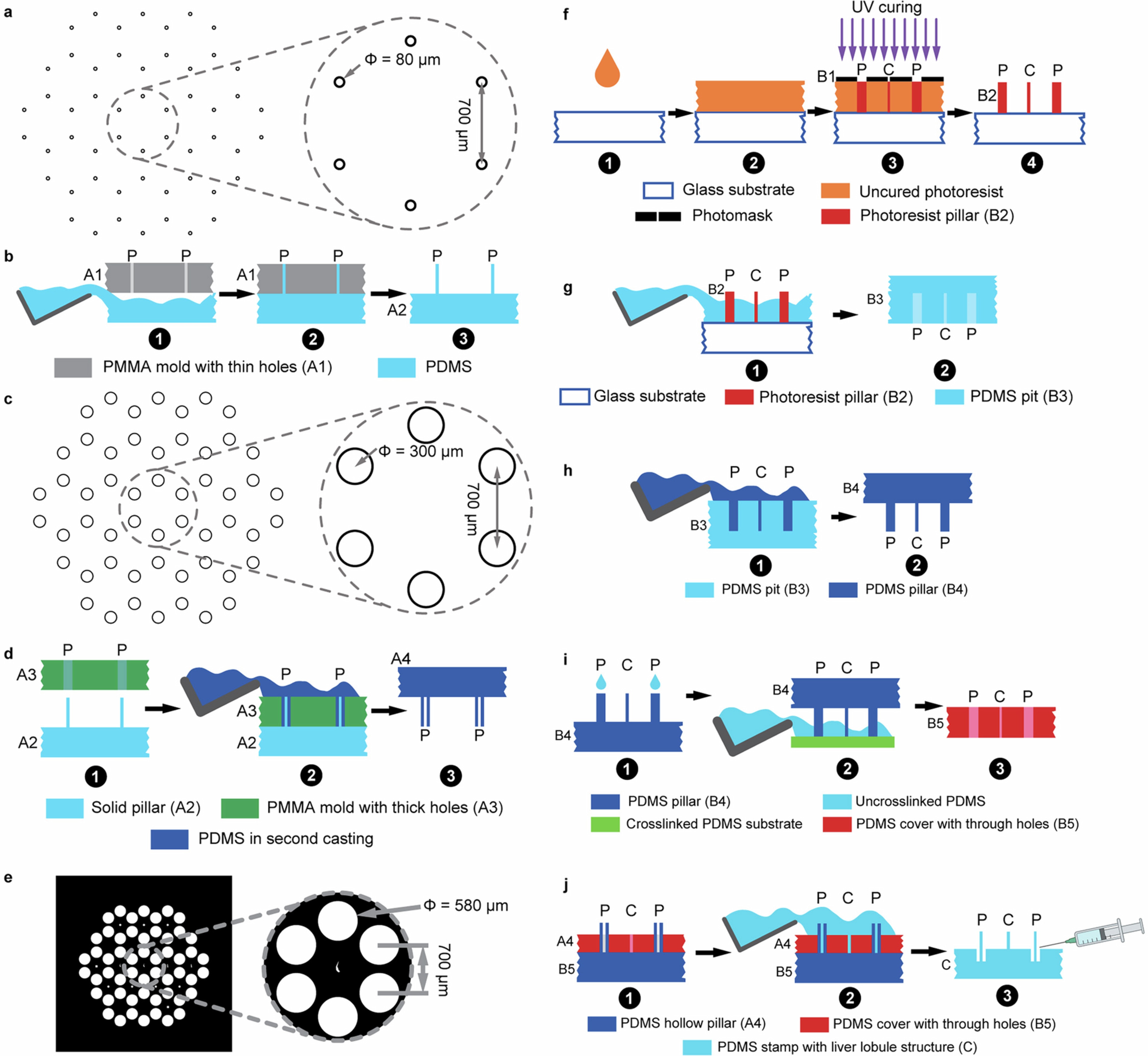 Extended Data Fig. 2: The methods to prepare the PDMS stamp for the in vitro liver fibrosis model with the hexagonal liver lobule structure.