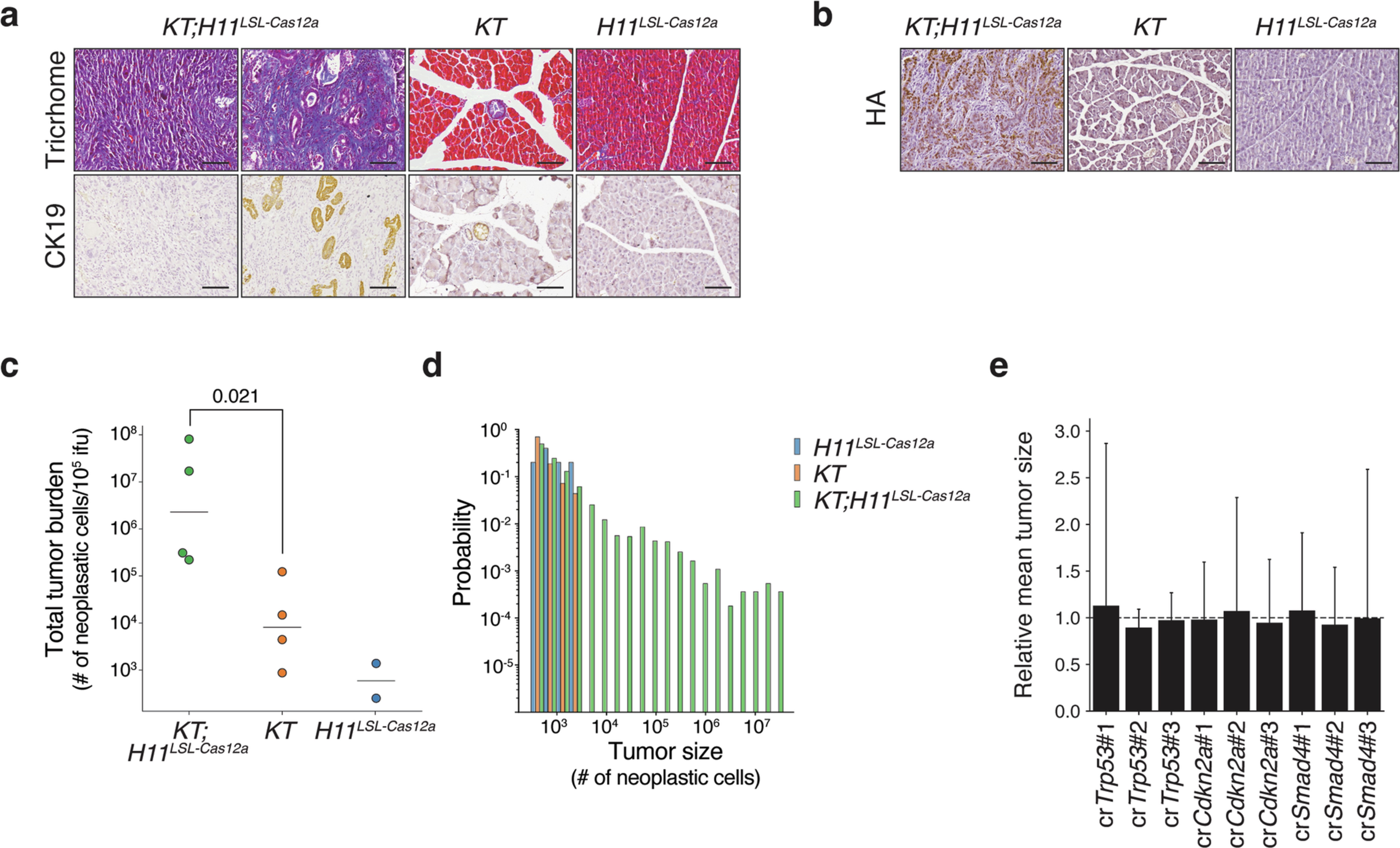 Extended Data Fig. 3: Inactivation of Trp53, Cdkn2a, and Smad4 greatly increases tumour size and leads to the development of PDAC with differentiated areas with CK19+ cancer cells and desmoplastic stroma as well as more poorly differentiated areas.