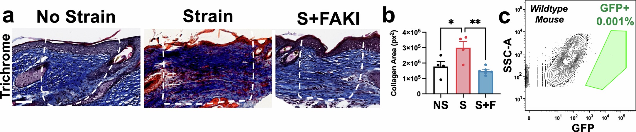Extended Data Fig. 3: Trichrome analysis of parabiosis scars.