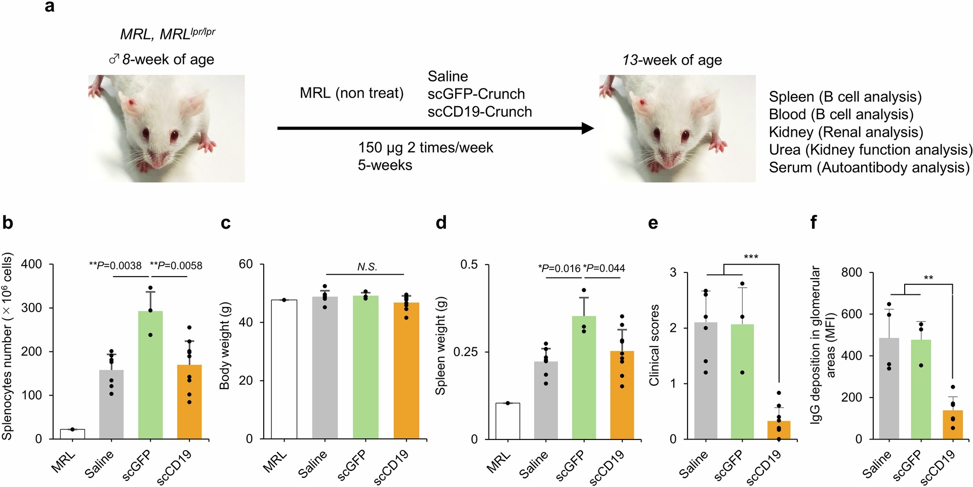 Extended Data Fig. 9: Crunch therapy in an SLE mice model.