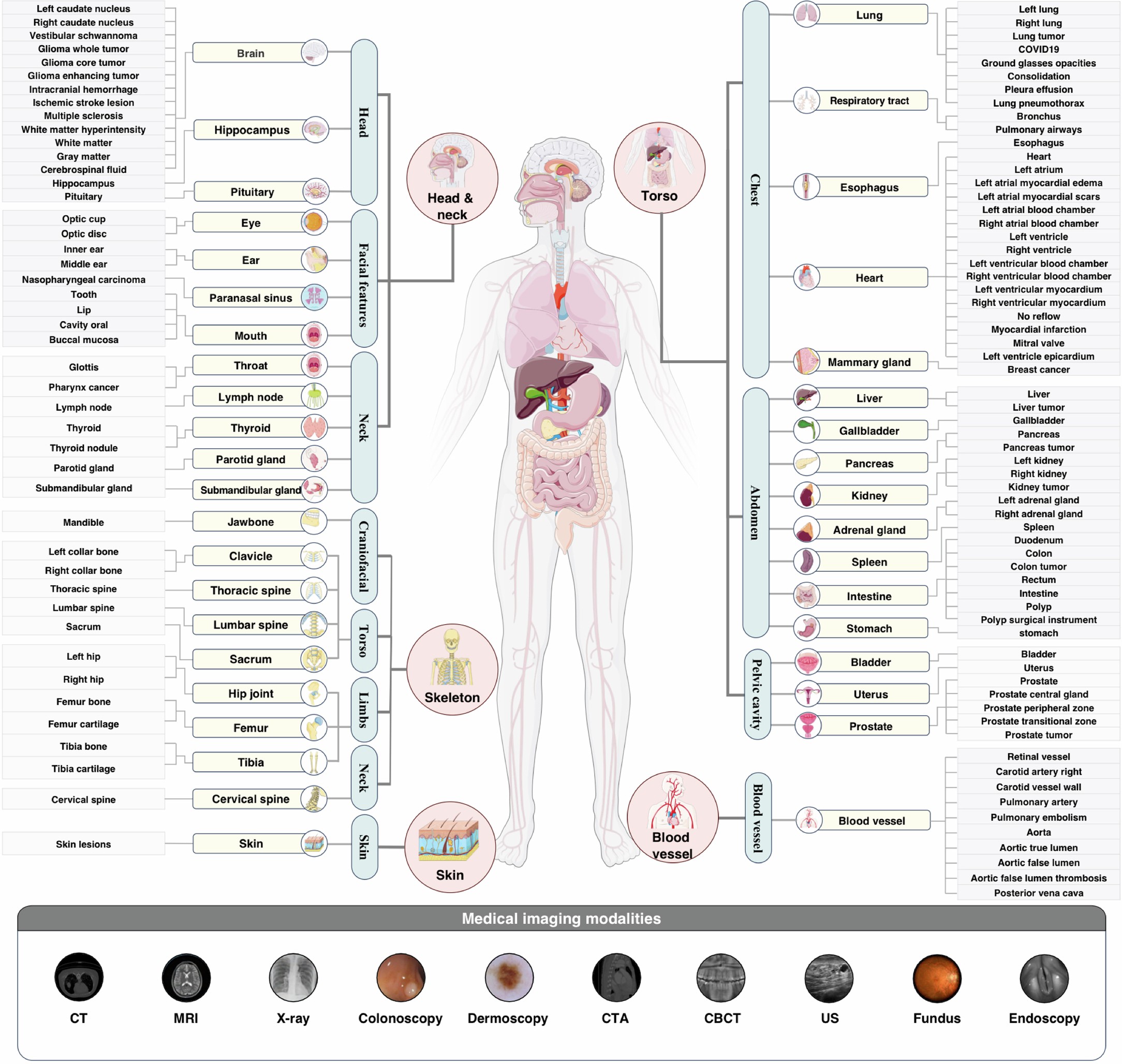 Extended Data Fig. 1: Detailed description of MedSegDB.