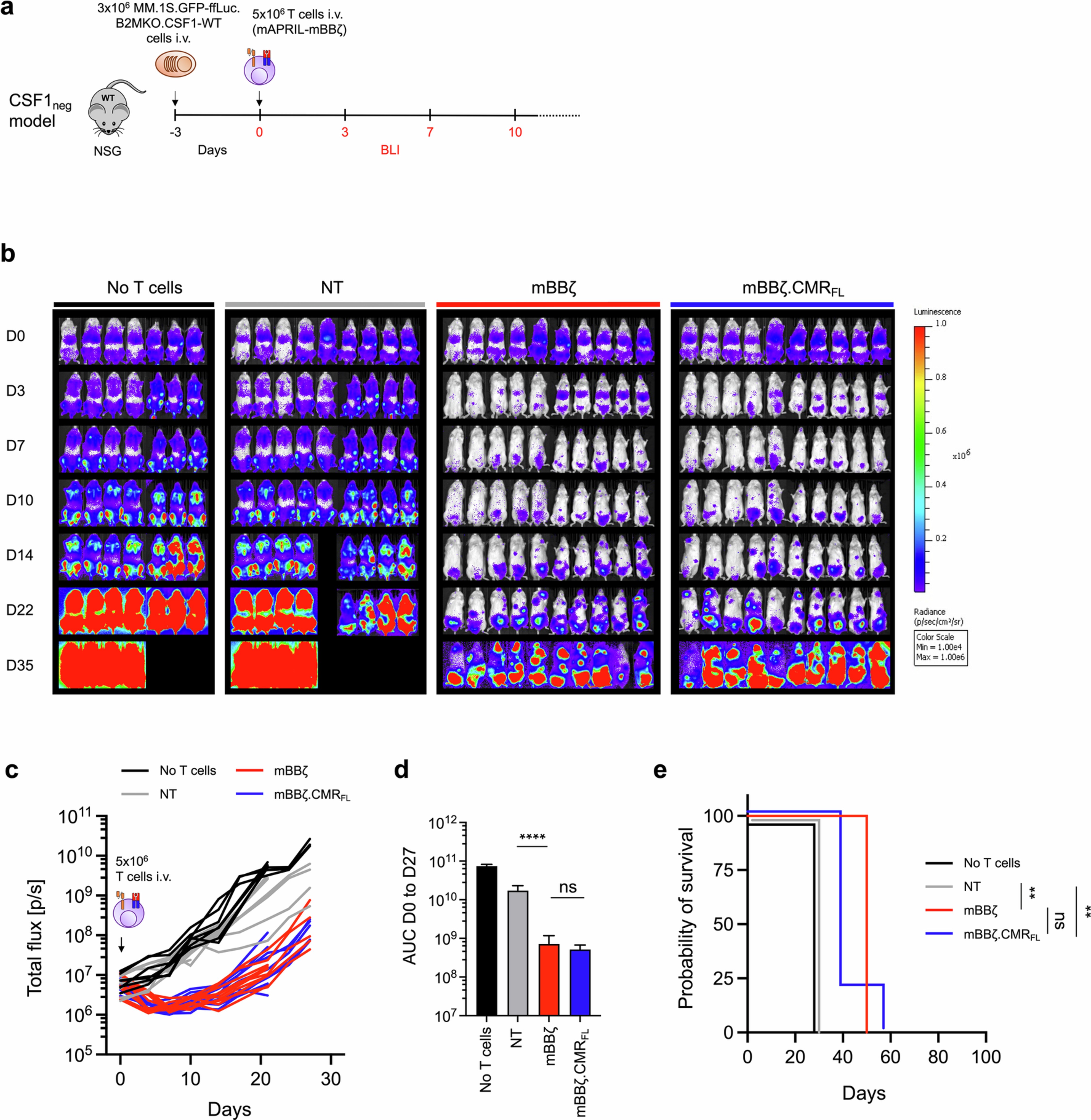 Extended Data Fig. 8: Equivalent in vivo anti-tumor function of mAPRIL-mBBζ and mAPRIL-mBBζ.CMRFL T cells in the CSF1neg mouse model of multiple myeloma.