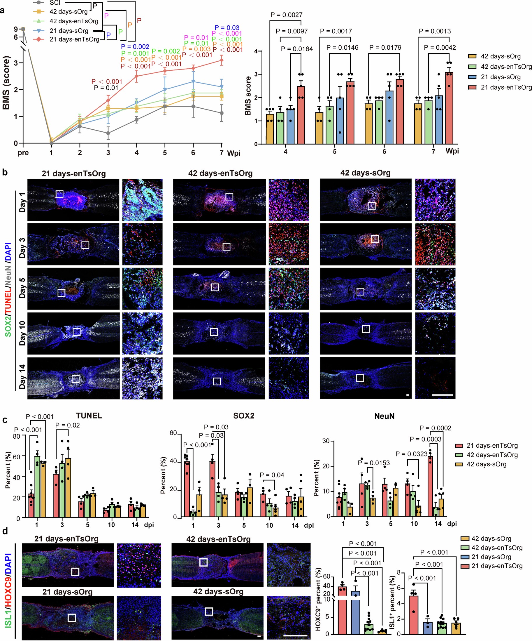 Extended Data Fig. 3: lmmature enTsOrg demonstrates enhanced spinal cord injury repair compared to mature organoids.