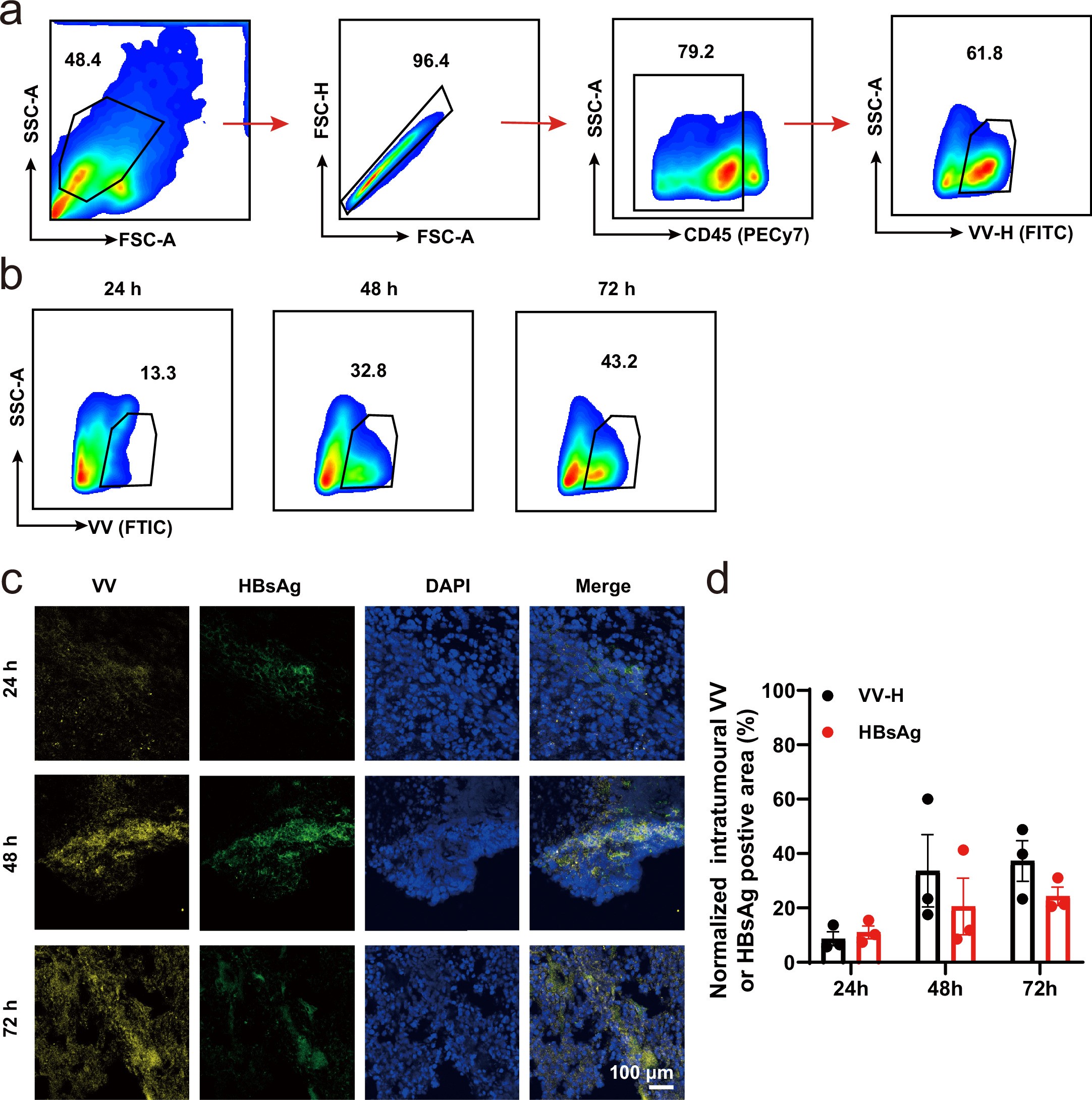 Extended Data Fig. 2: Characterization of the intra-tumoural VV-H spreading and HBsAg expression at 24, 48 and 72 h post intra-tumoural injection.