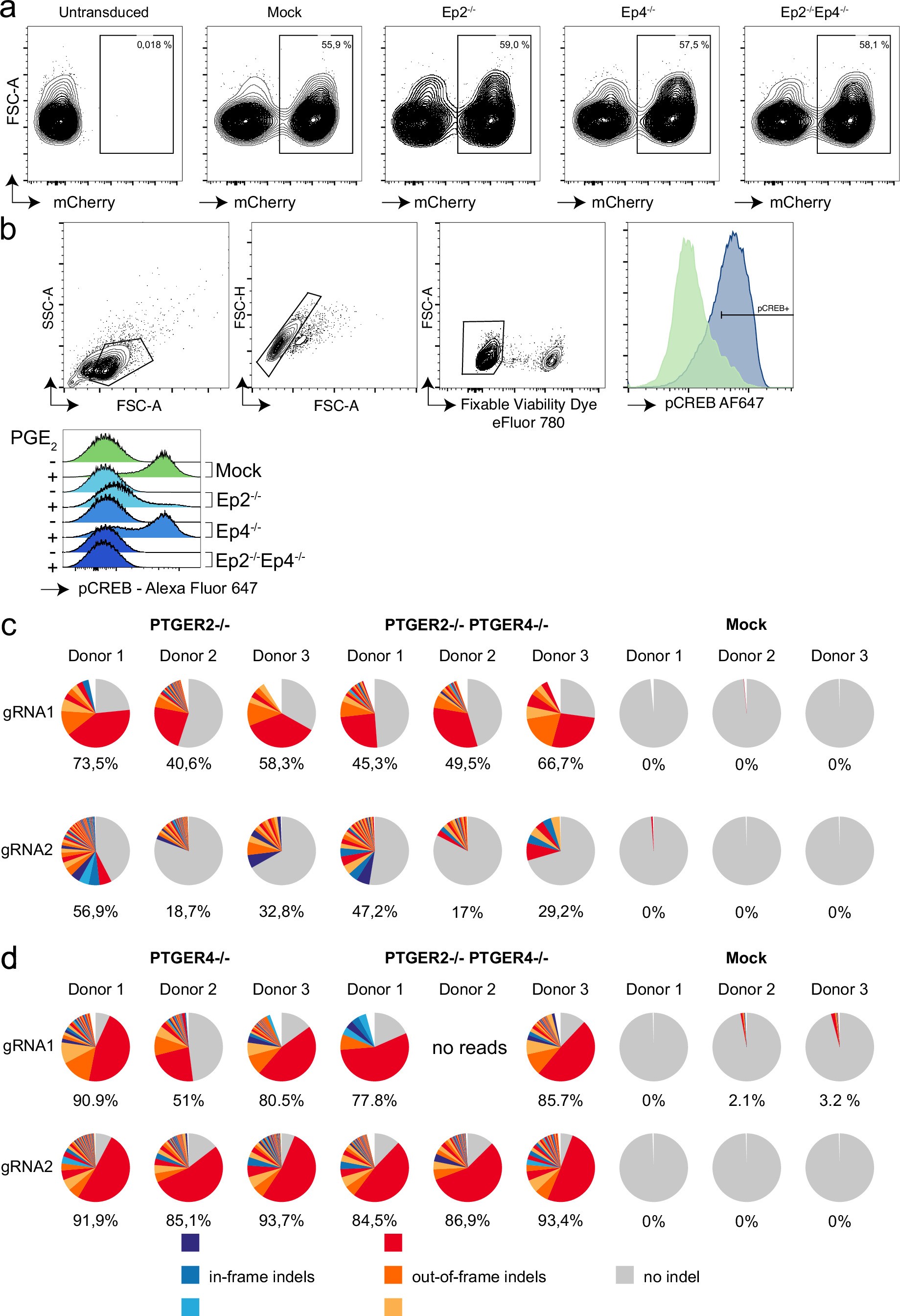 Extended Data Fig. 2: Generation of CAR T cells with a CRISPR-based knockout of EP2 and EP4.