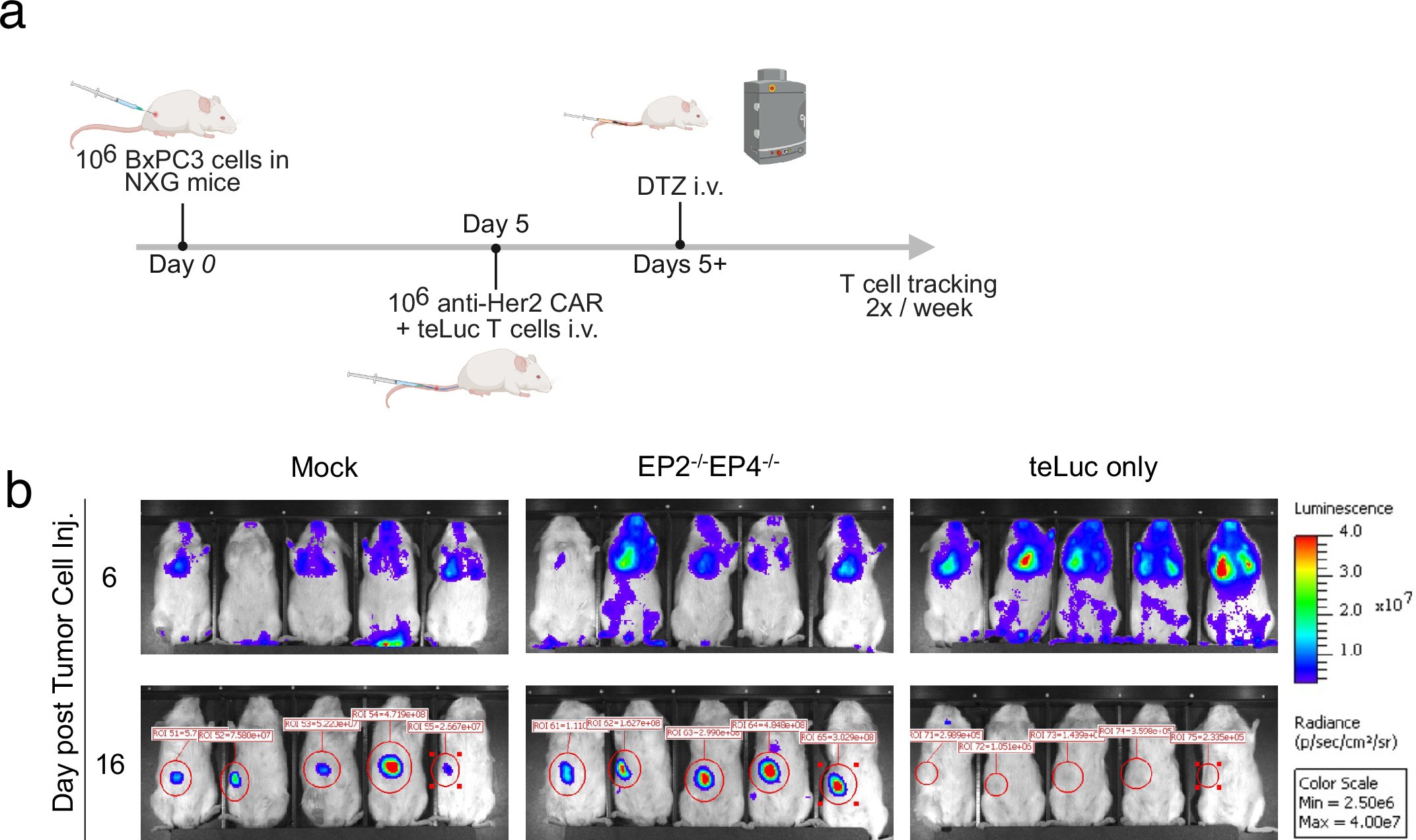 Extended Data Fig. 4: Increased expansion of EP2 and EP4 knockout CAR T cells enhances anti-tumor activity in vivo.