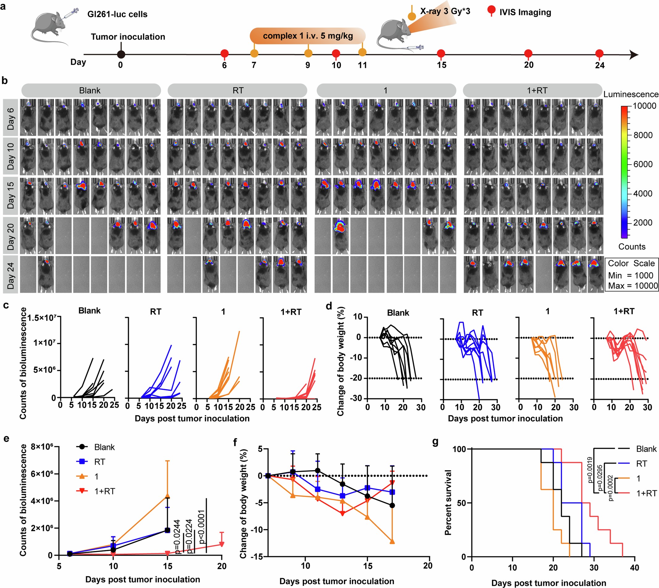 Extended Data Fig. 7: Complex 1 sensitized RT effectively inhibits the growth of orthotopic glioblastoma.
