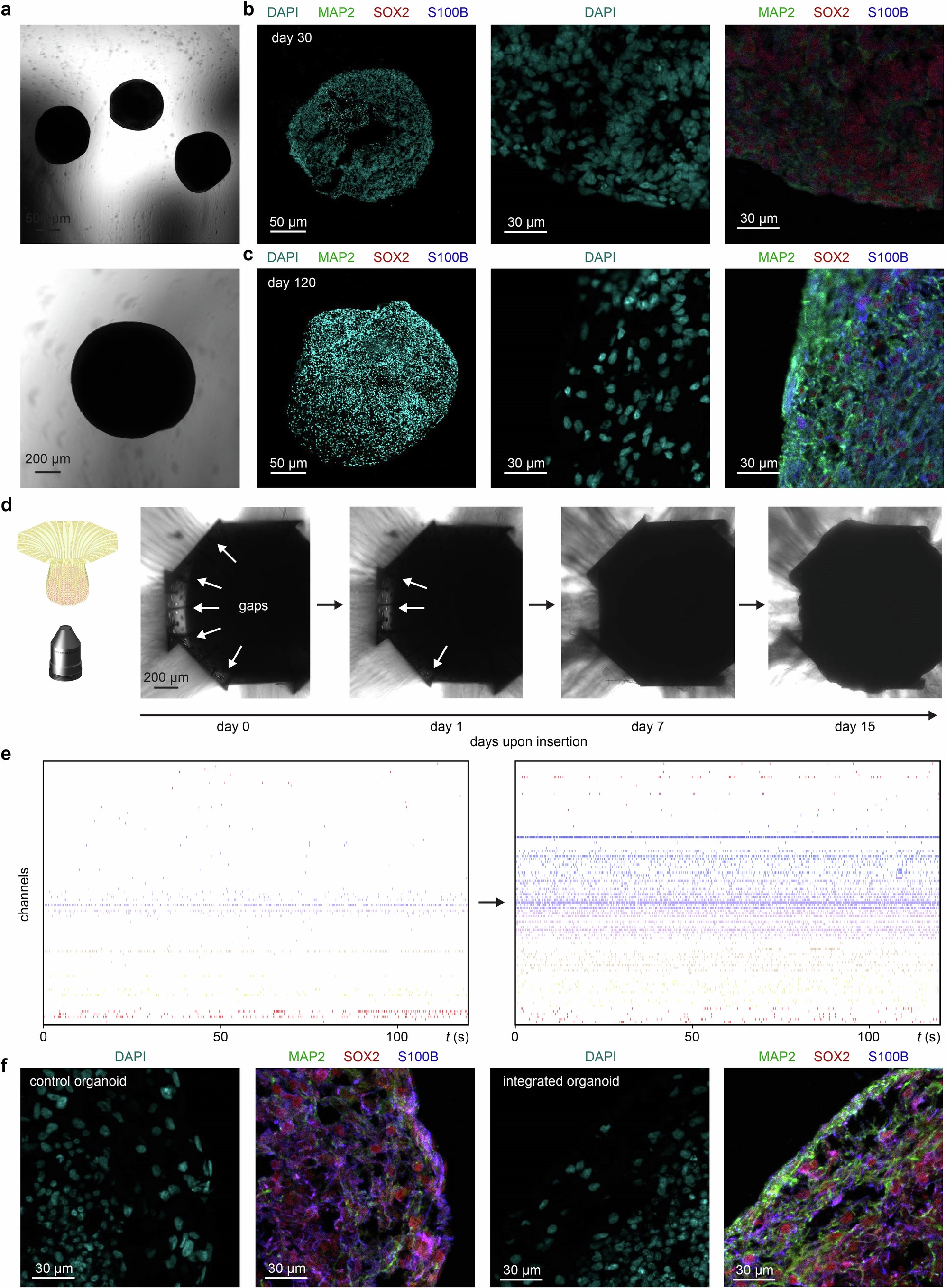 Extended Data Fig. 4: Interface integration with hCO.