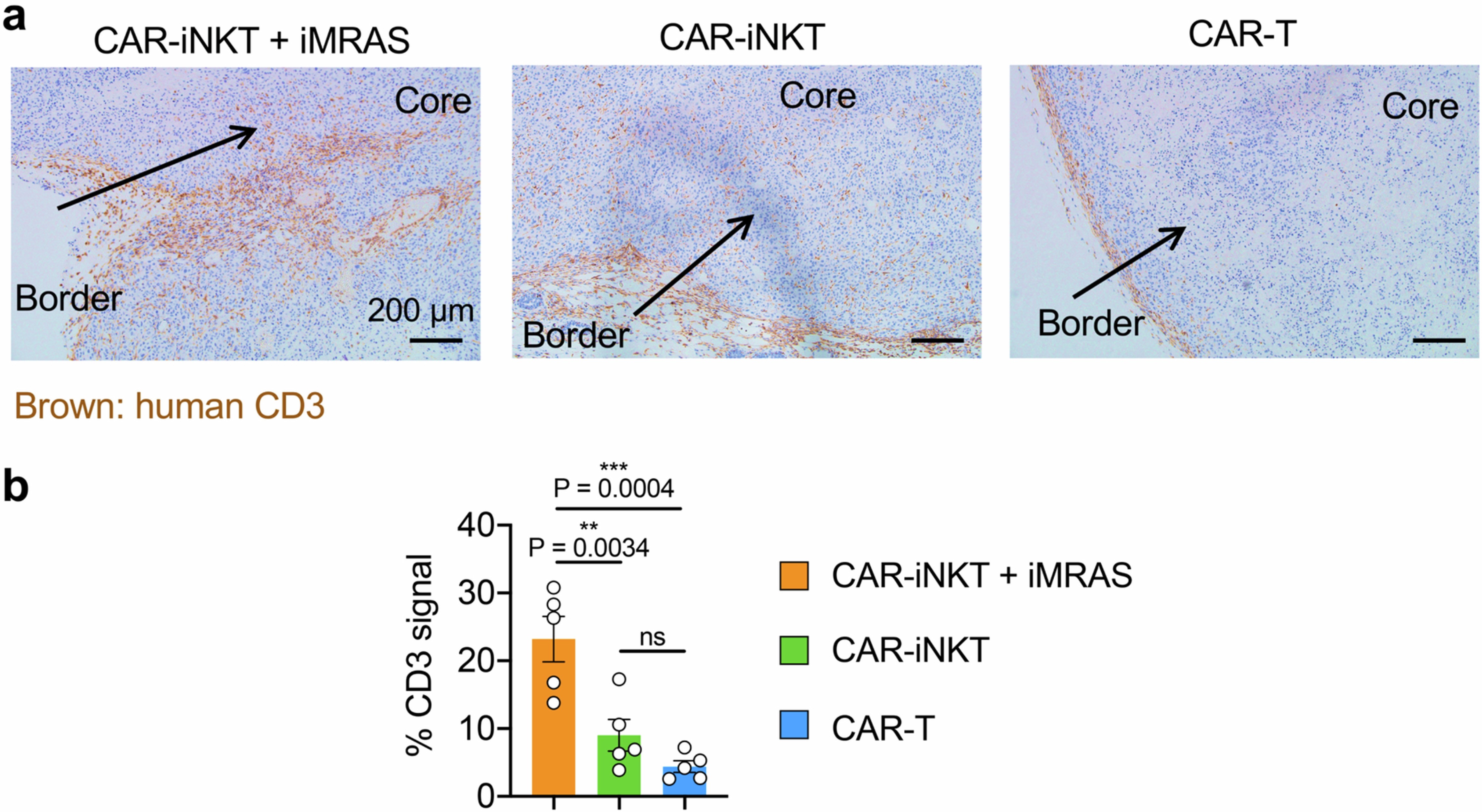 Extended Data Fig. 5: CAR-iNKT cell infiltration into A375-CD19 solid tumors.