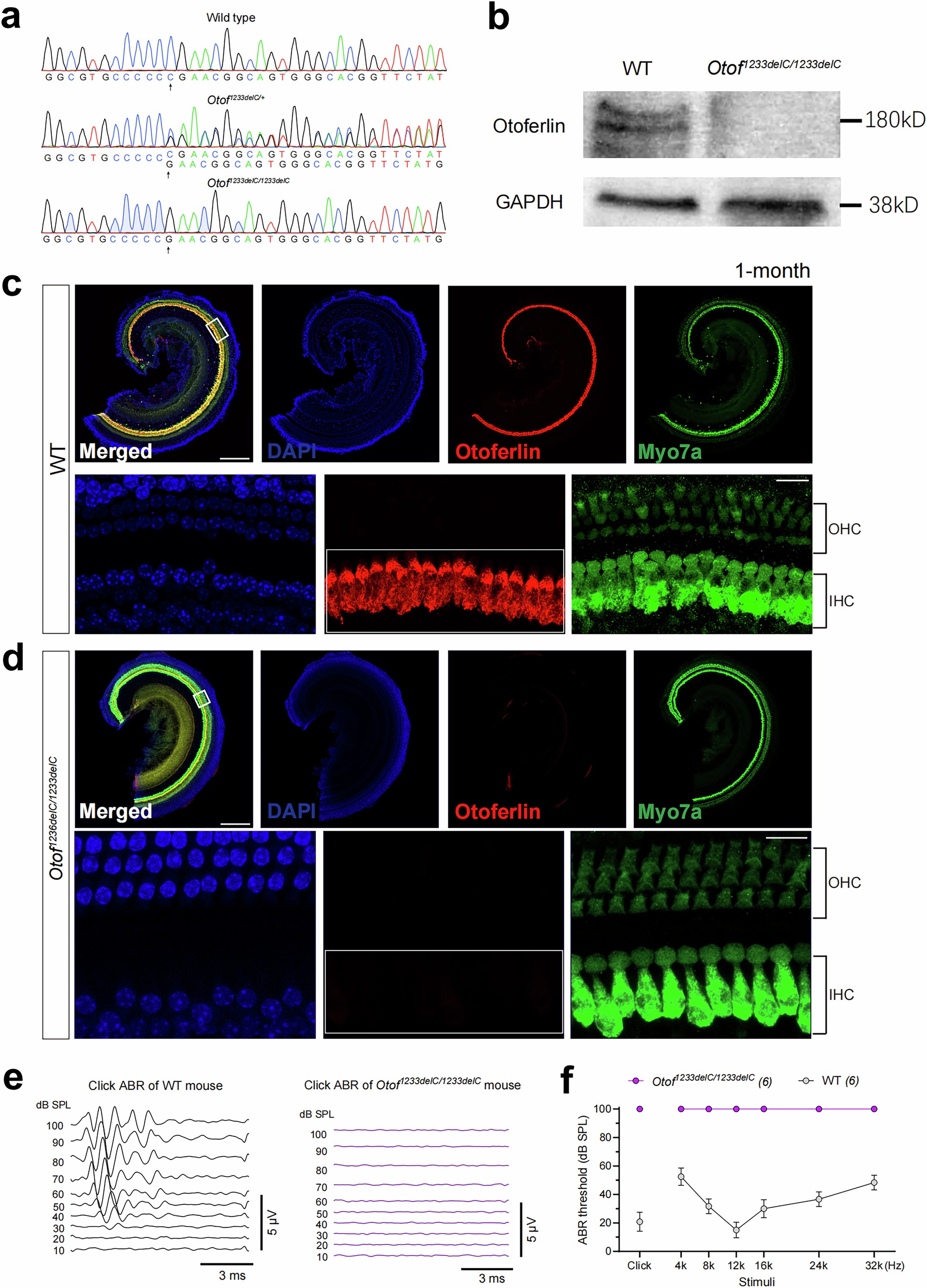 Extended Data Fig. 7: Generation and characterization of Otof-1233delC mouse line.