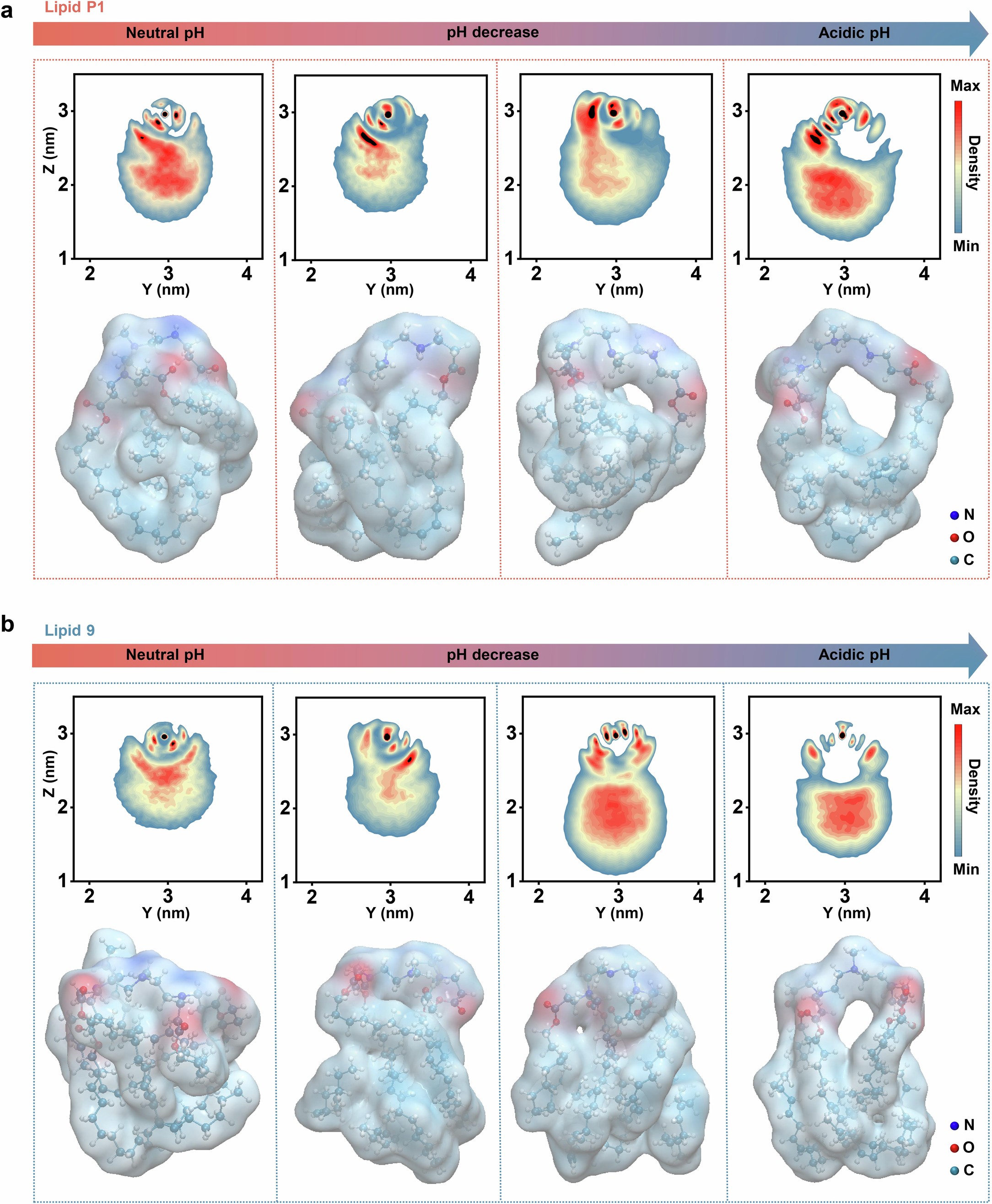 Extended Data Fig. 4: Changes in spatial conformations of lipid P1 and lipid 9 during protonation.