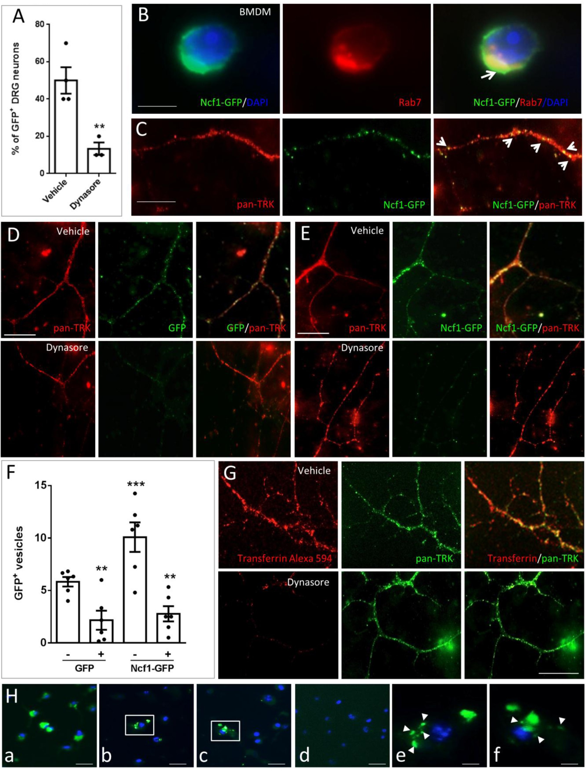 Supplementary Figure 7: BMDM derived exosomes containing active NOX2 internalize into the neuron via a dynamin dependent mechanism.