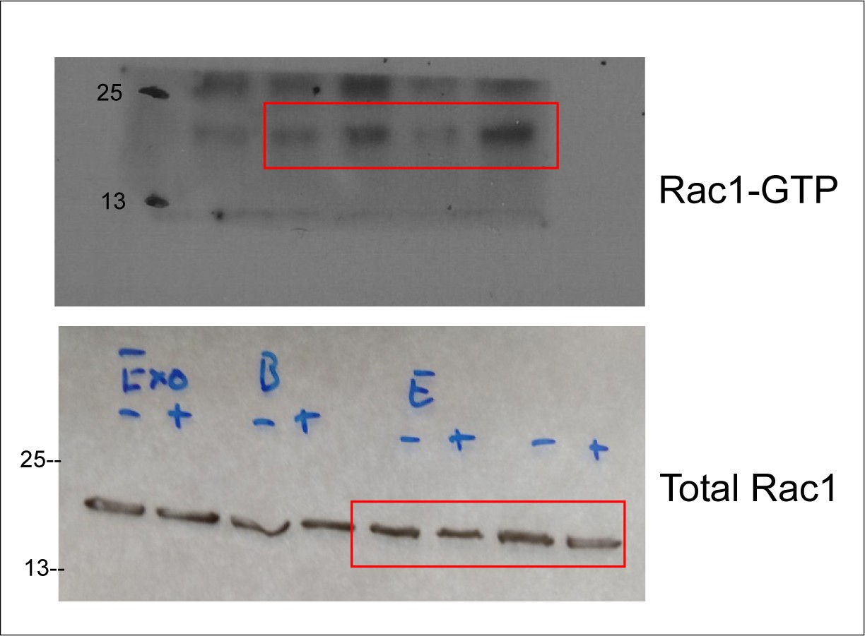 Supplementary Figure 9