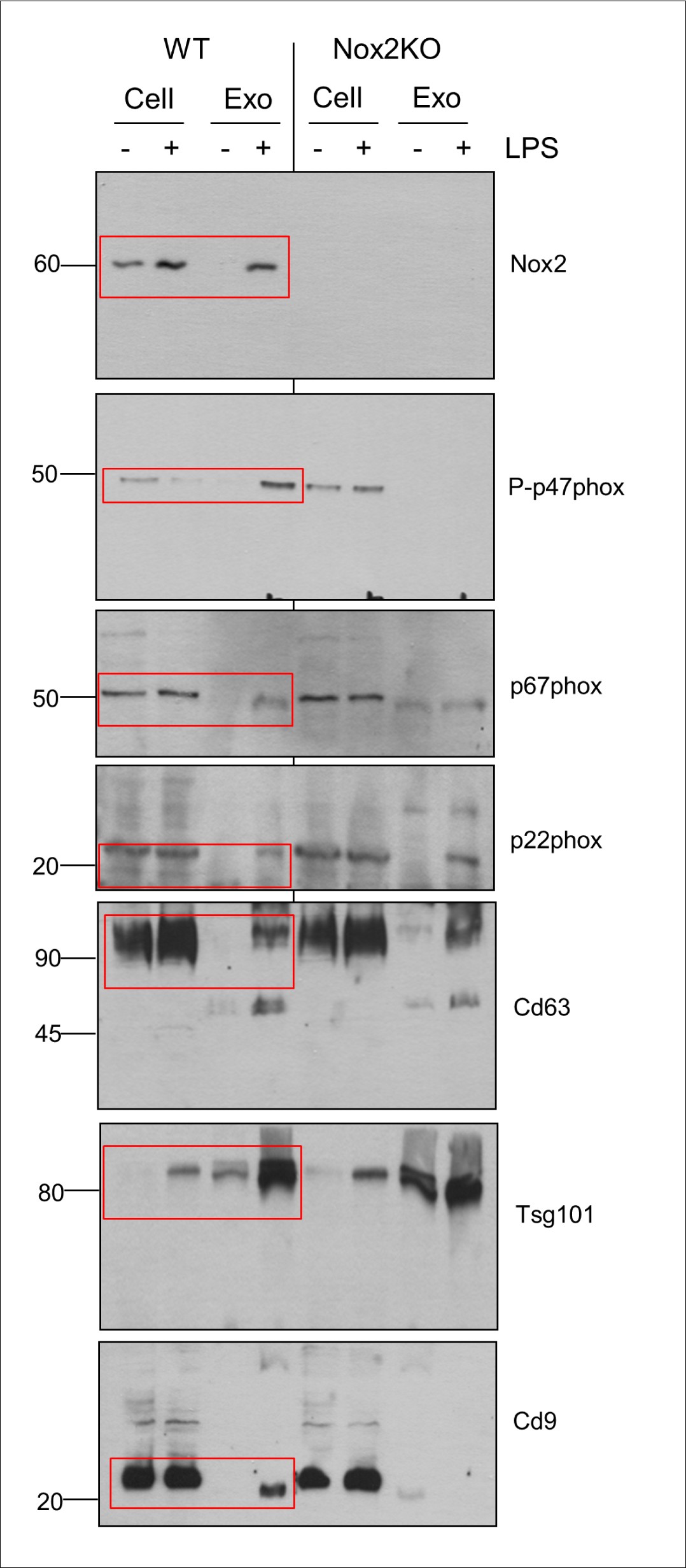 Supplementary Figure 9