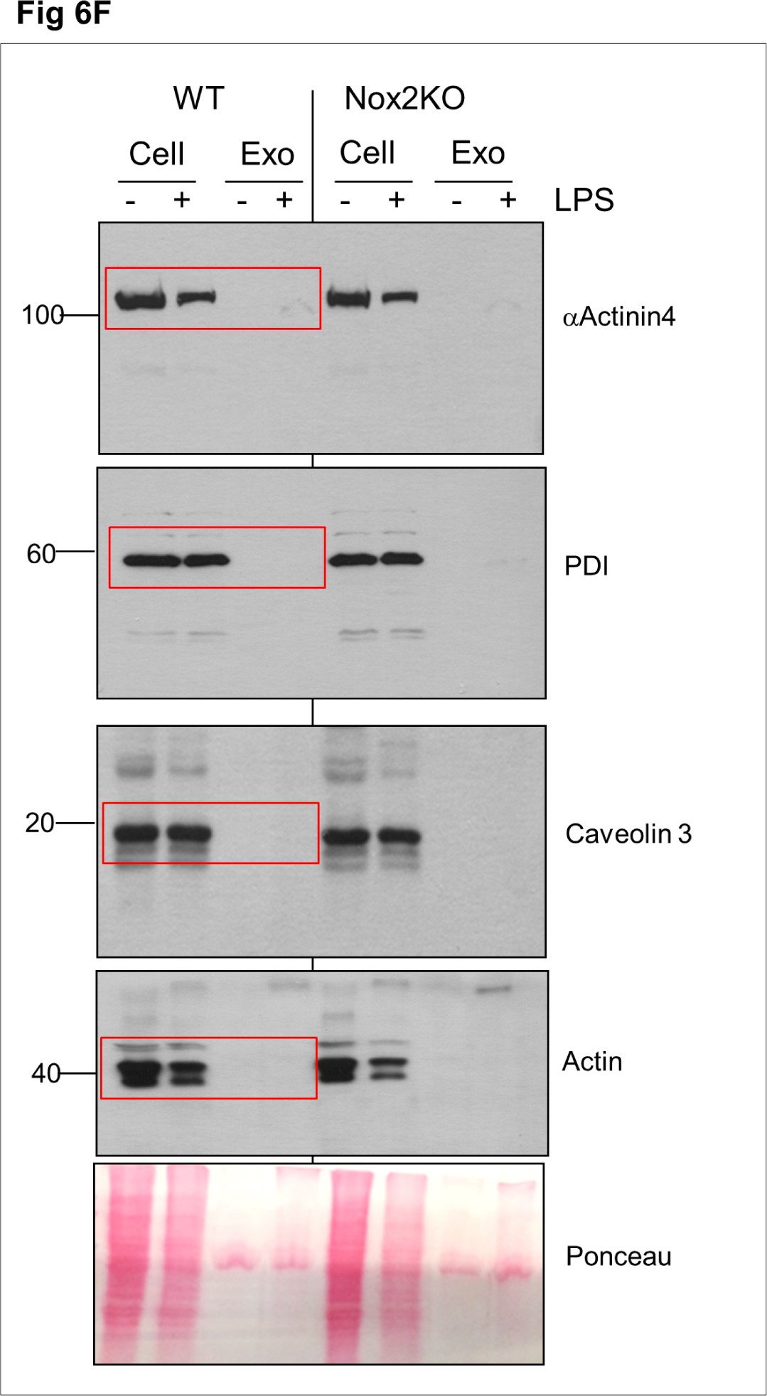 Supplementary Figure 9