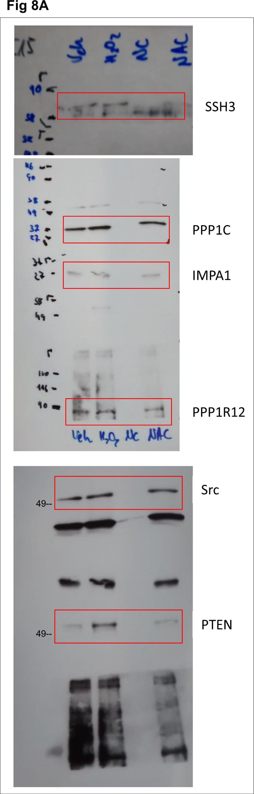Supplementary Figure 9
