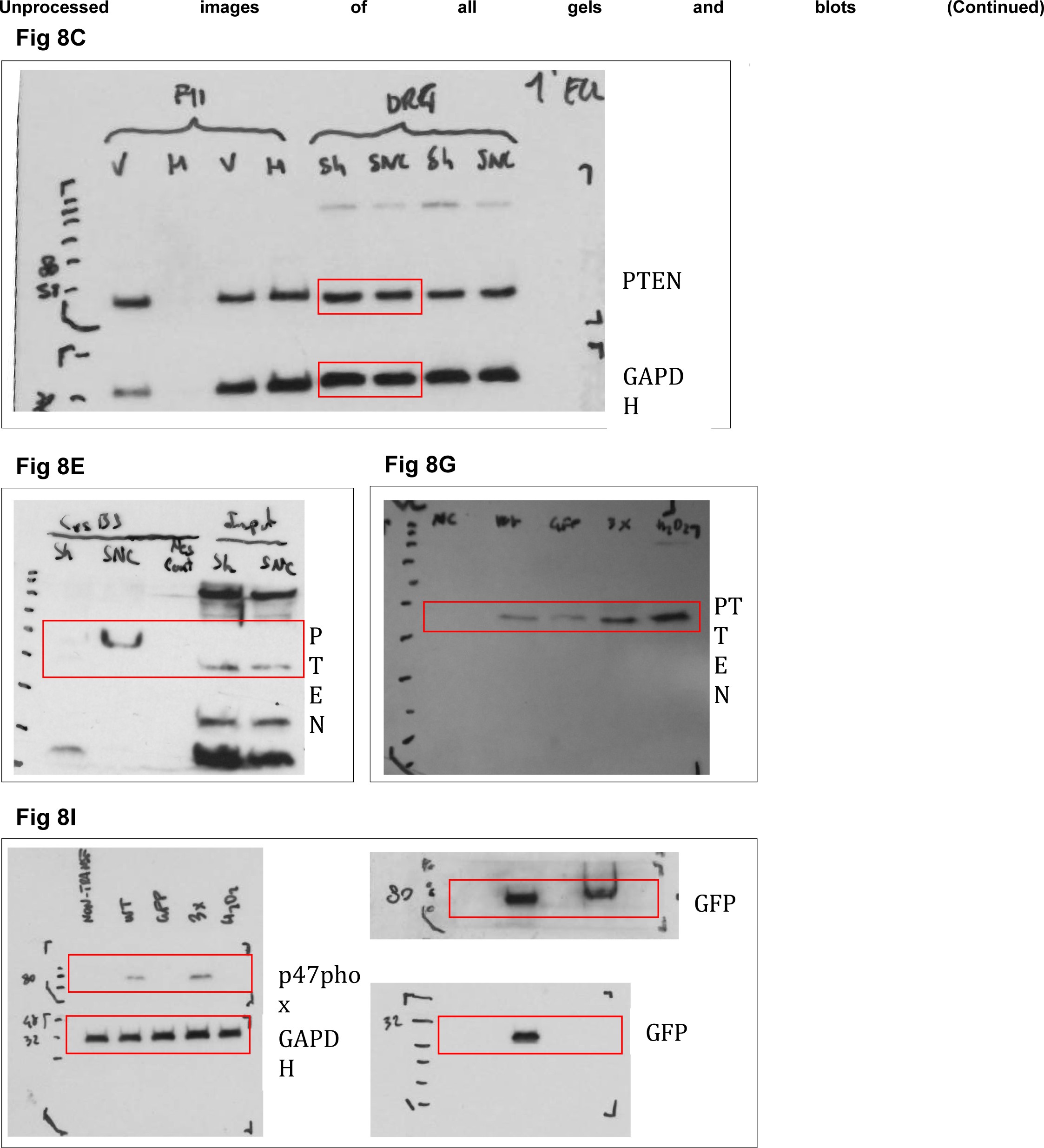 Supplementary Figure 9