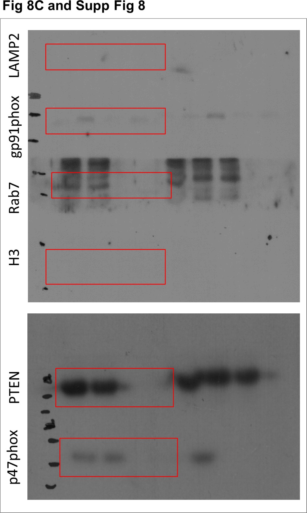 Supplementary Figure 9