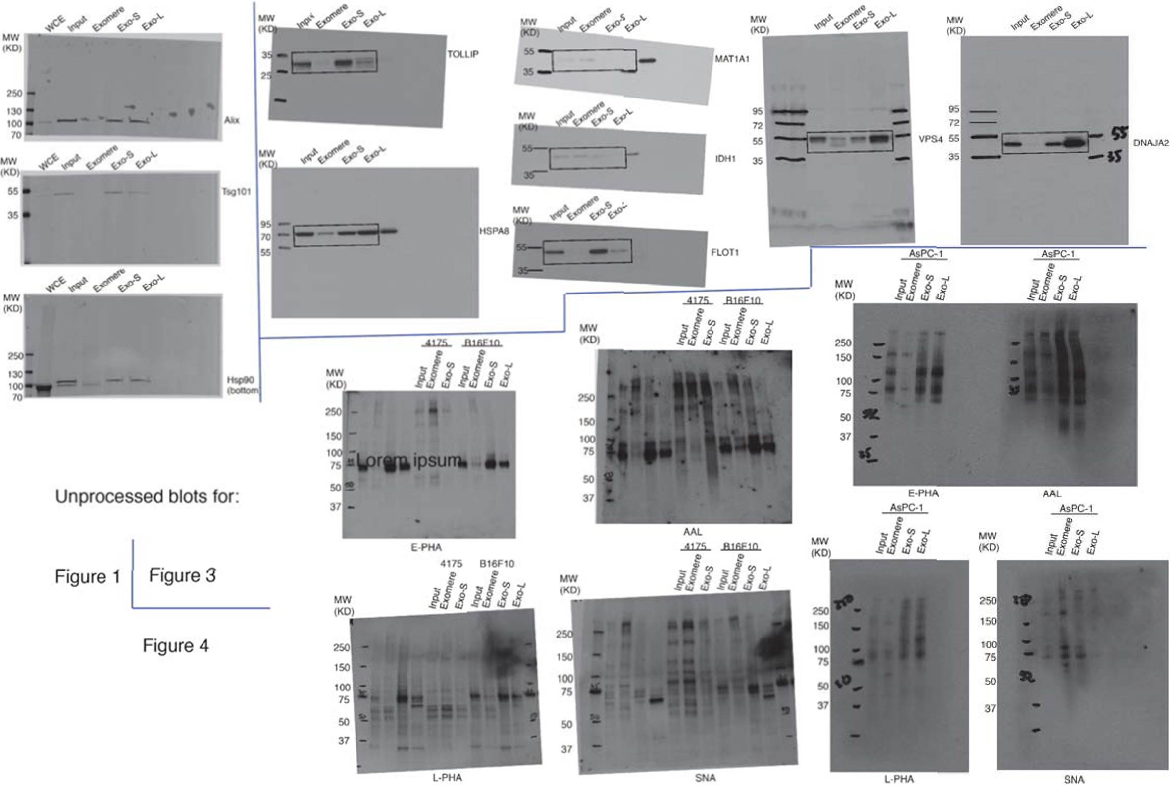 Supplementary Figure 7