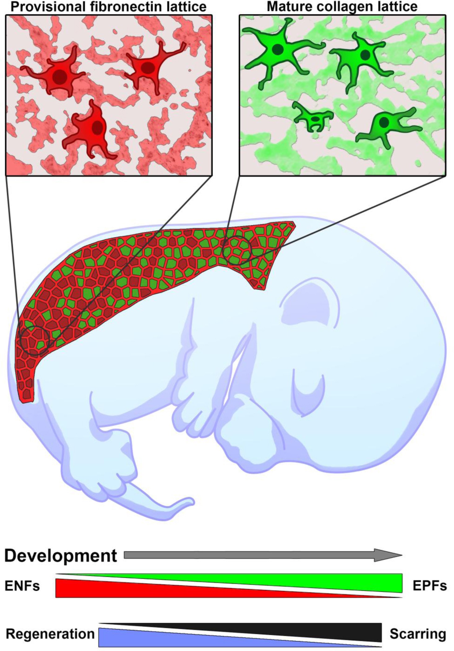 Supplementary Figure 7