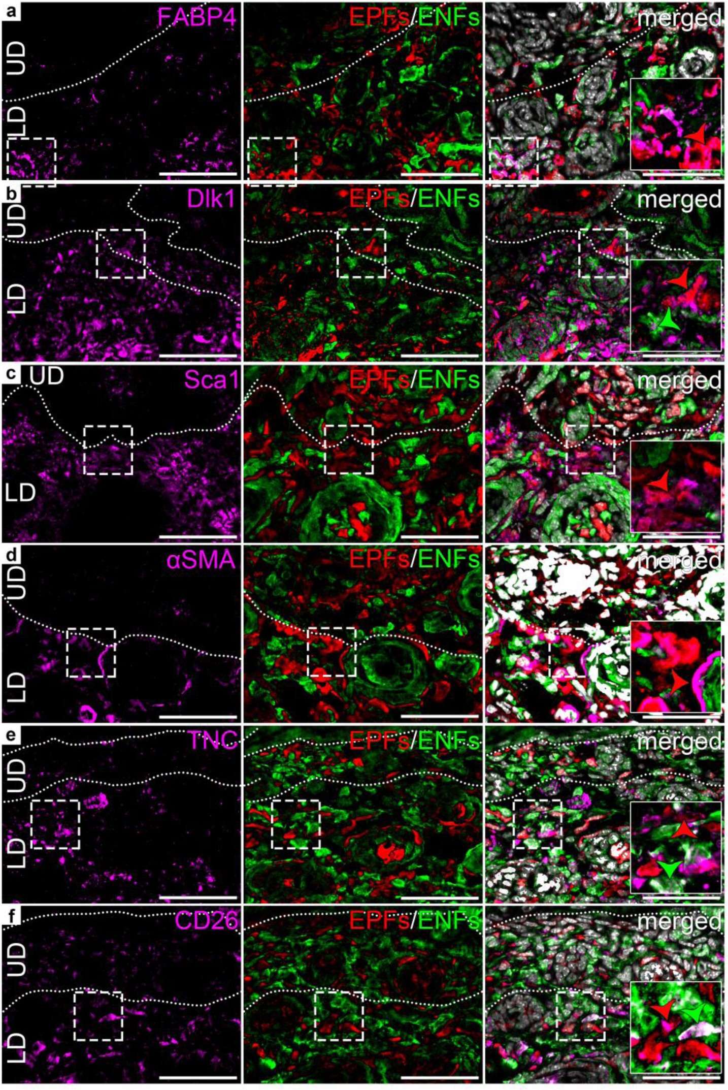 Supplementary Figure 2