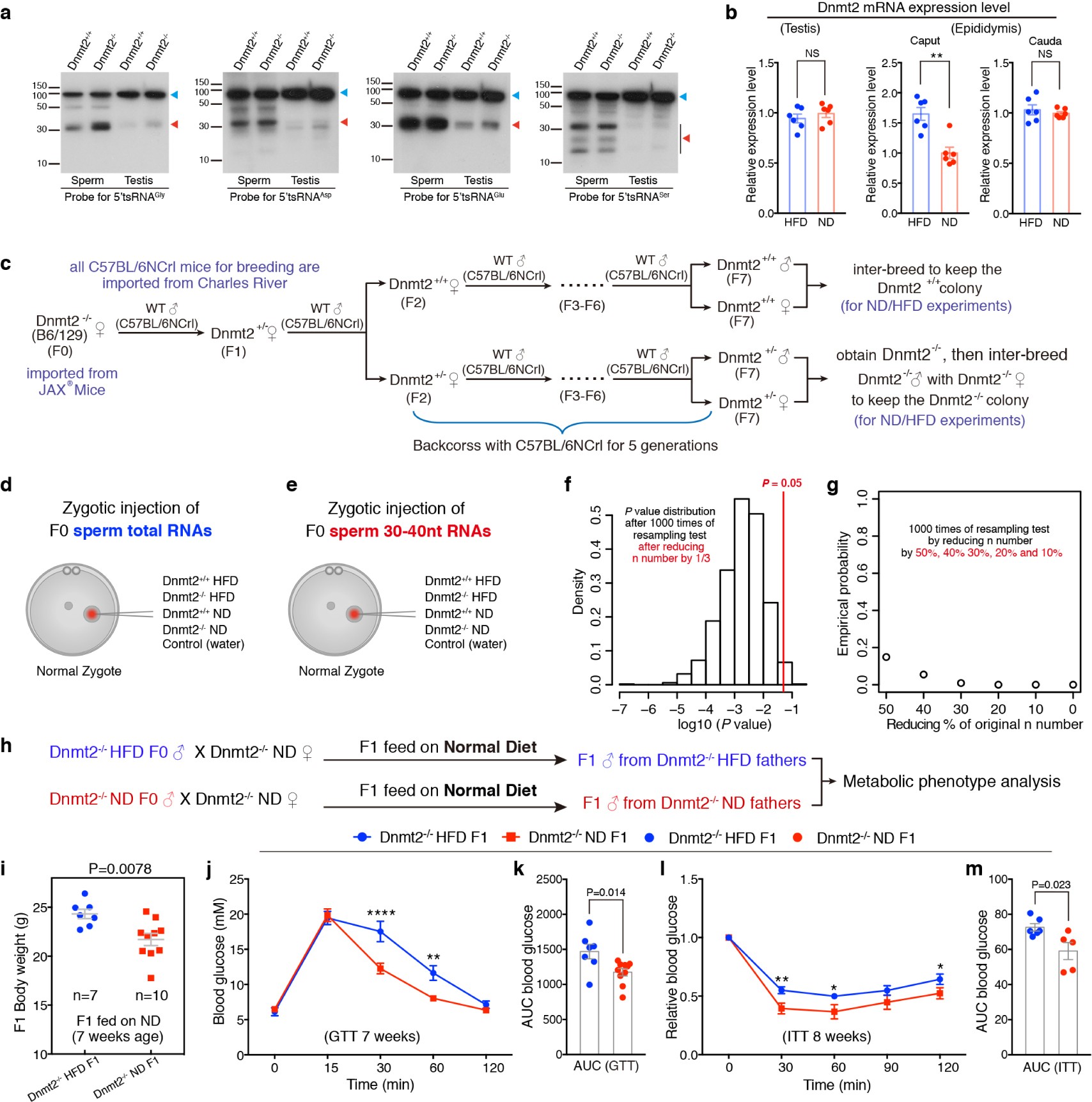 Supplementary Figure 1: Expression of tsRNAs and Dnmt2, breeding strategies and the metabolic parameters of F1 males generated by Dnmt2–/– mice breeding.