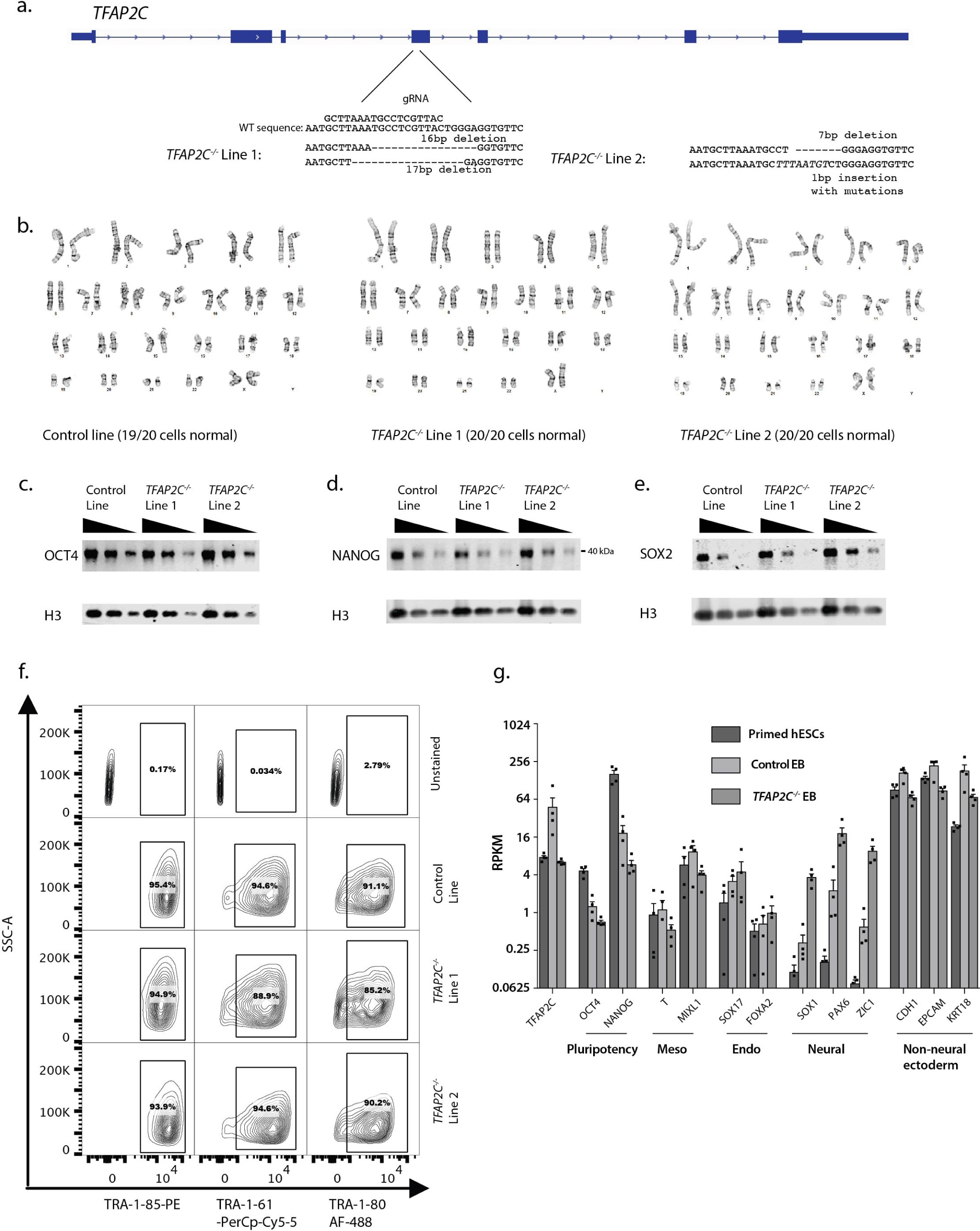 Supplementary Fig. 3