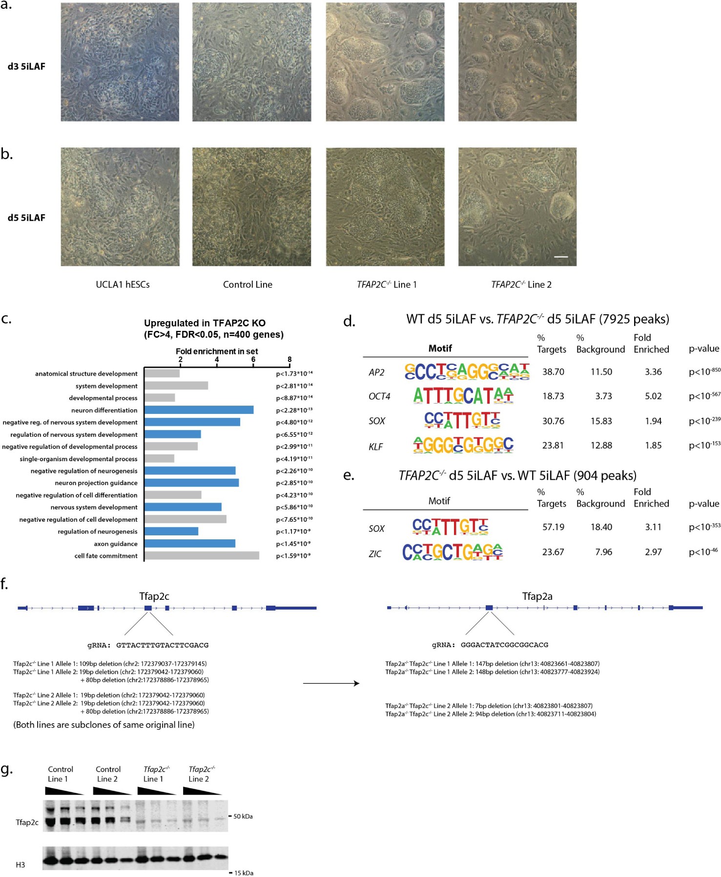 Supplementary Fig. 4