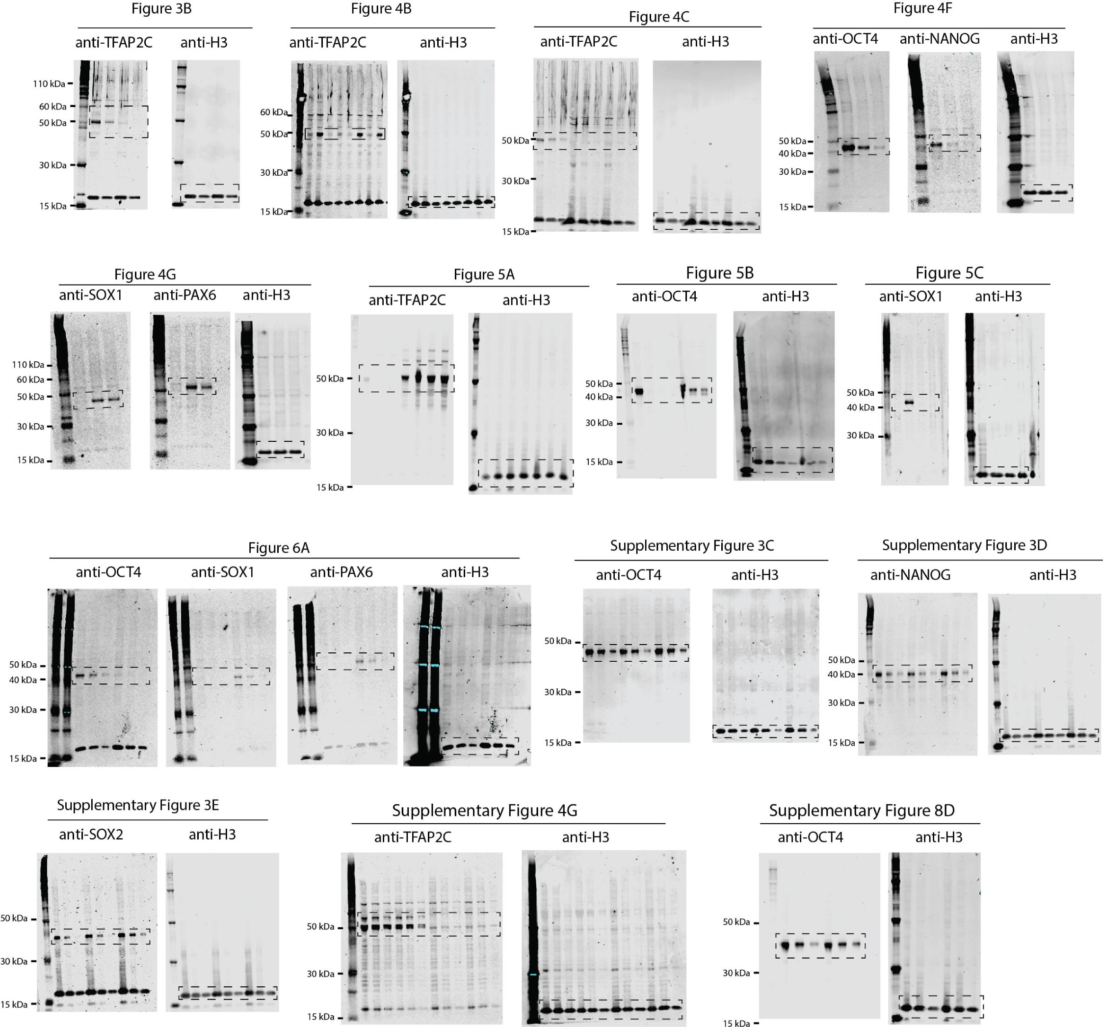 Supplementary Fig. 9