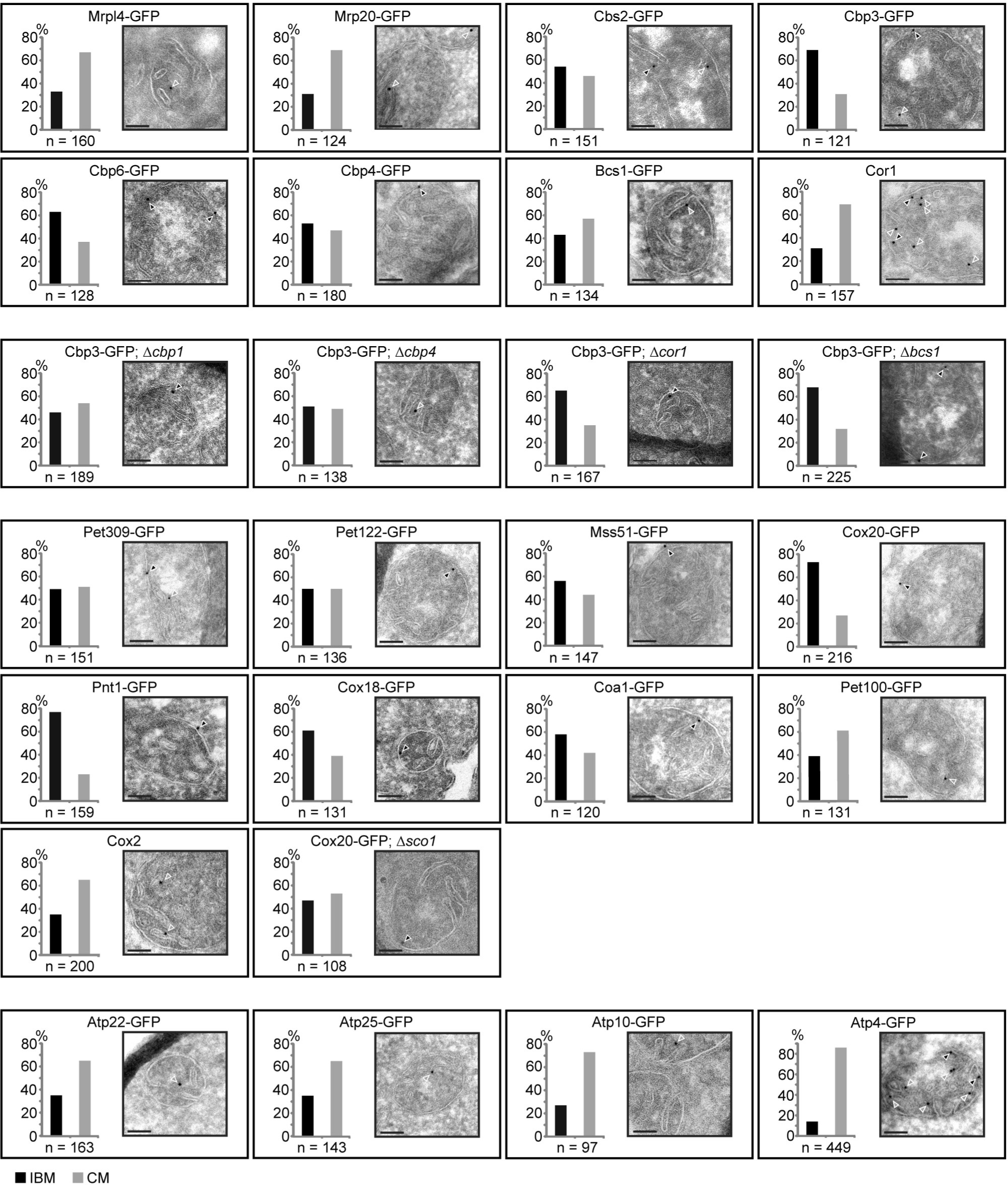 Supplementary Figure 5