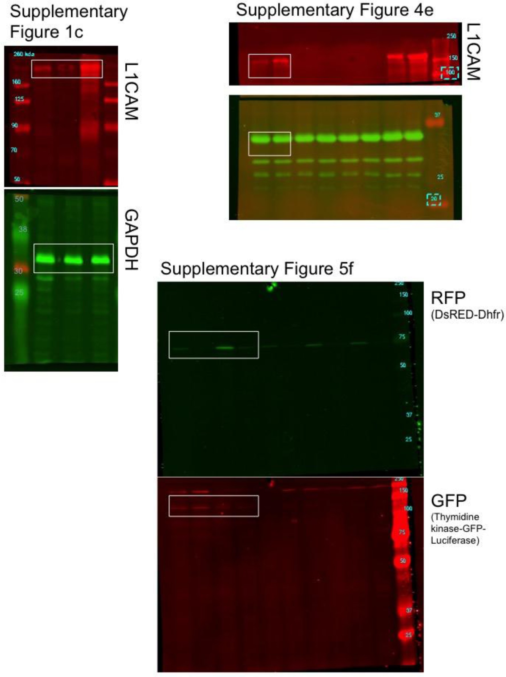 Supplementary Figure 8