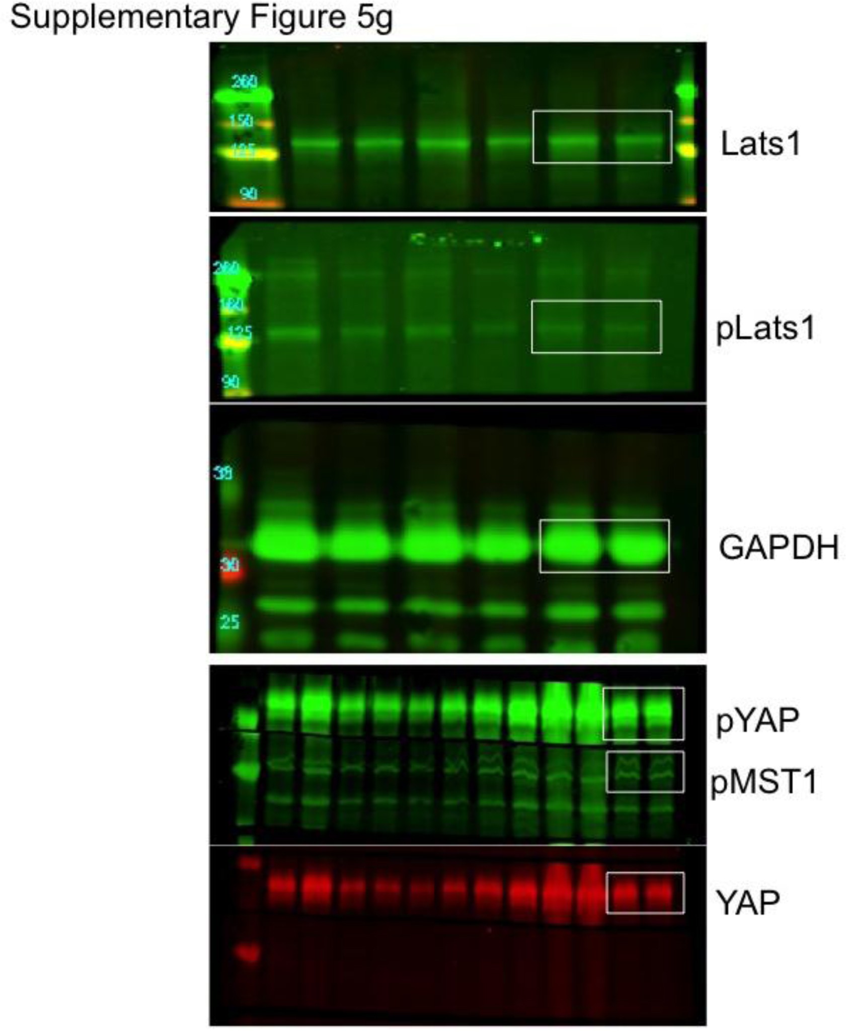 Supplementary Figure 8