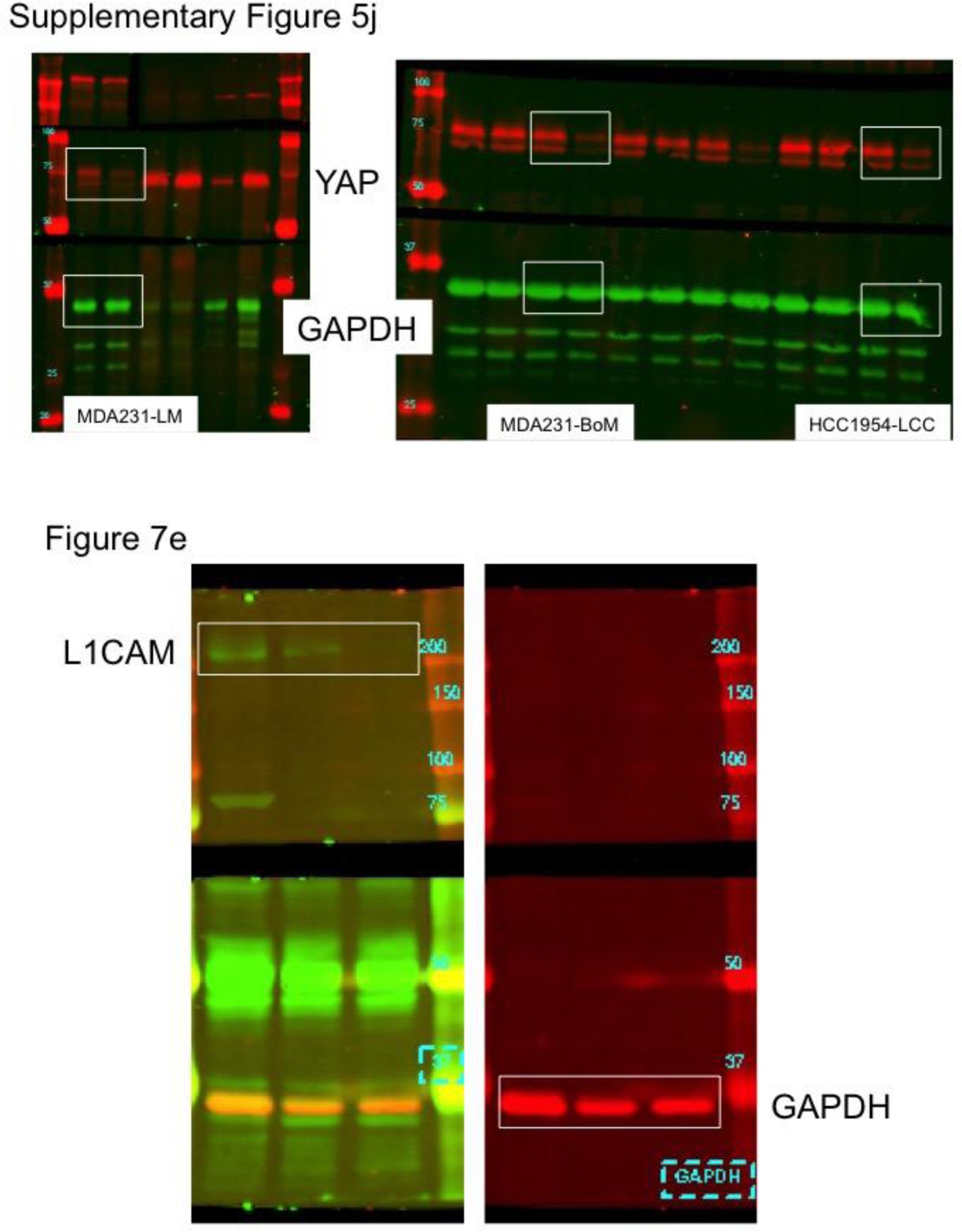 Supplementary Figure 8