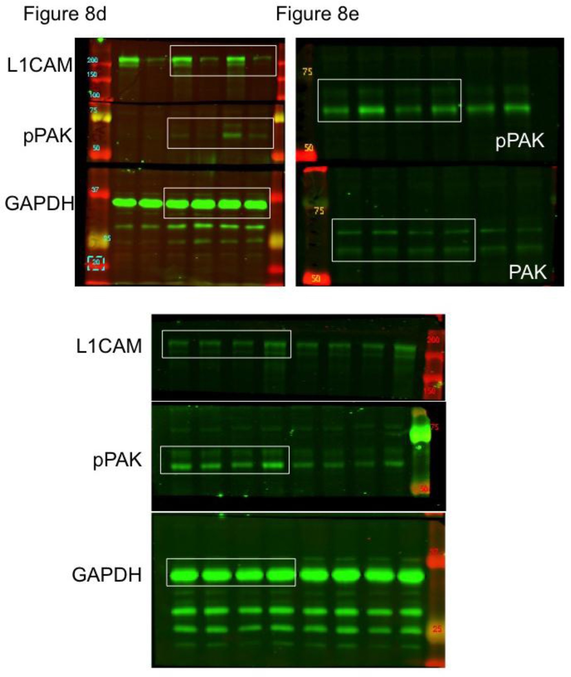 Supplementary Figure 8