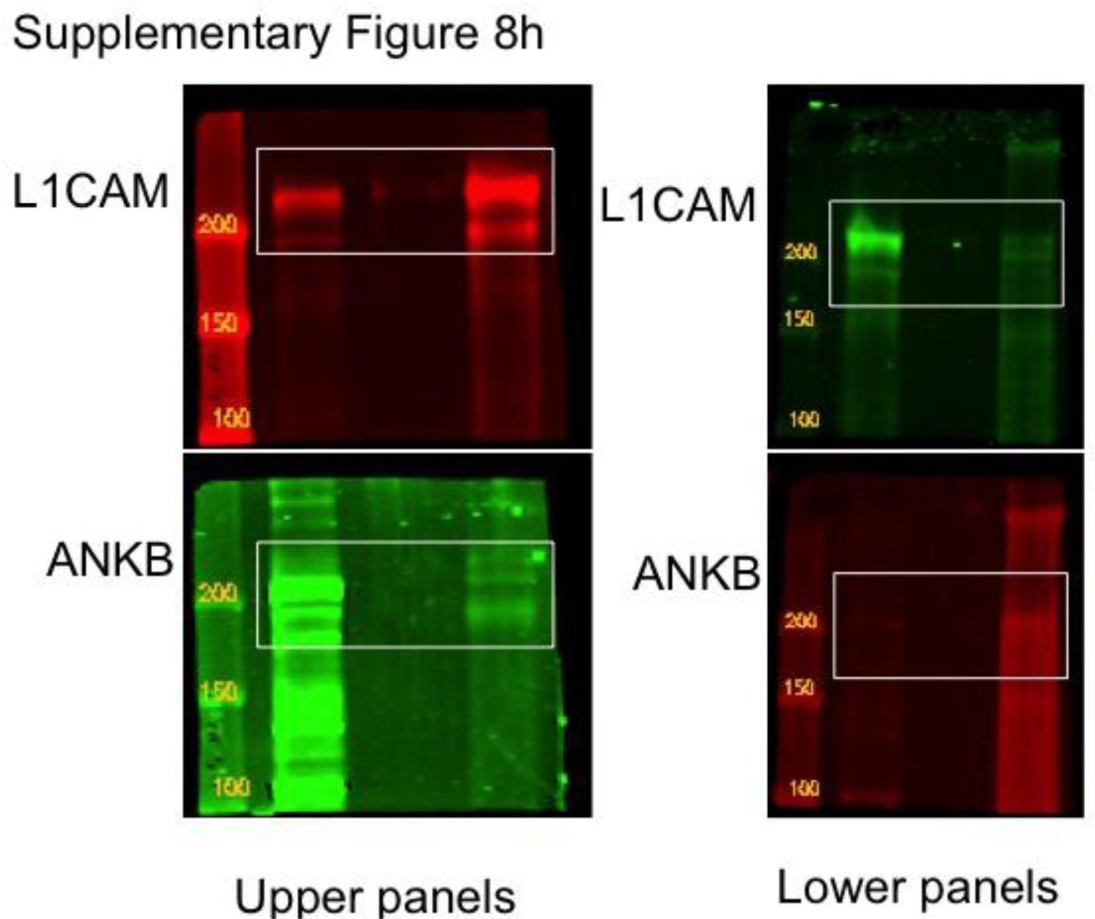 Supplementary Figure 8