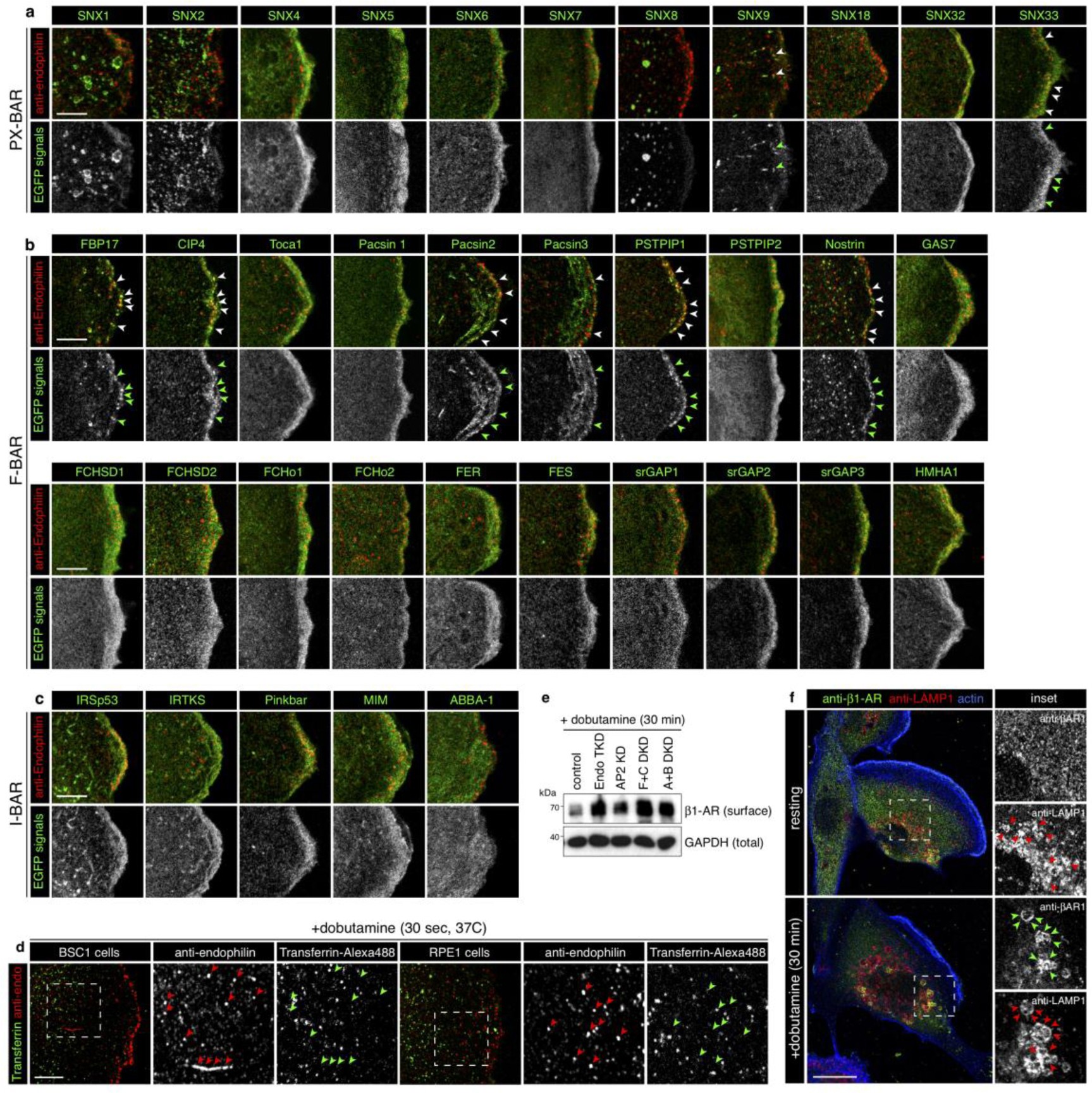Supplementary Figure 4
