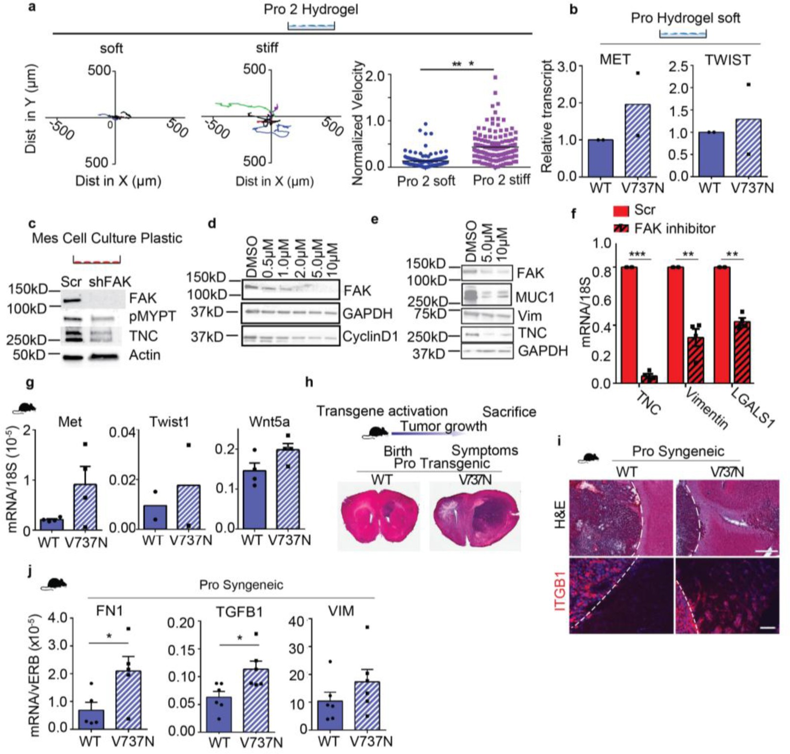 Supplementary Figure 3: Enhanced mechanosignaling induces a mesenchymal-like phenotype in GBM.