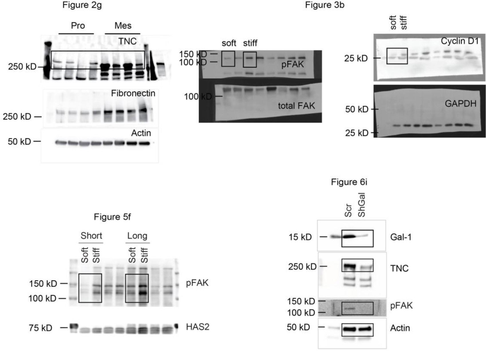 Supplementary Figure 9: Full scans of key blots.