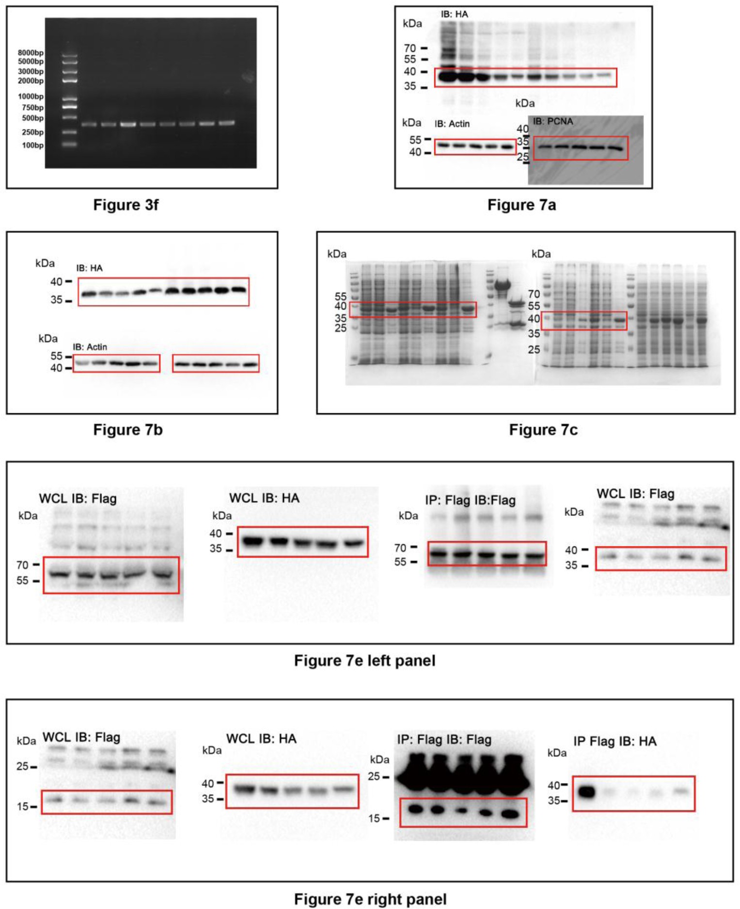 Supplementary Figure 7