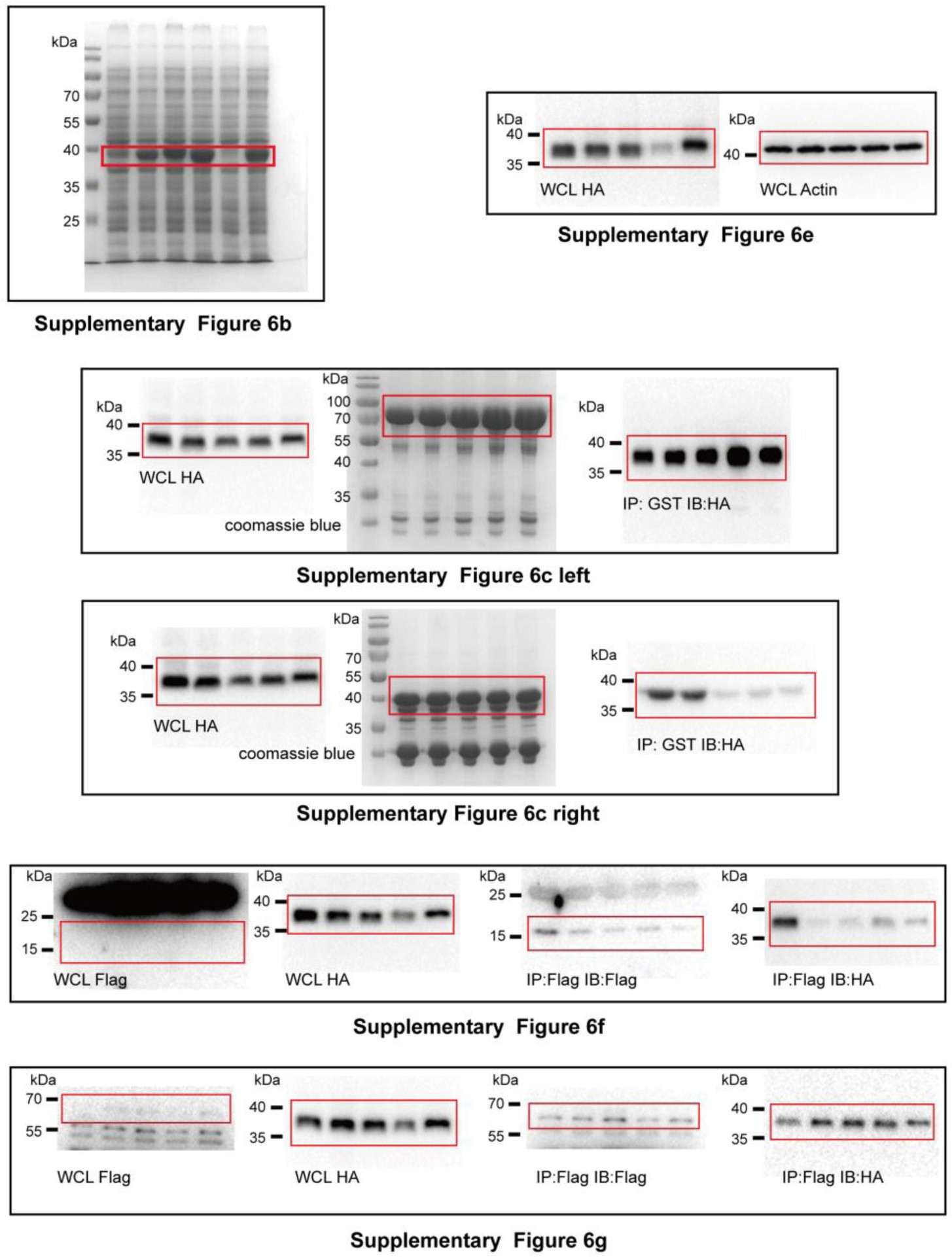 Supplementary Figure 7