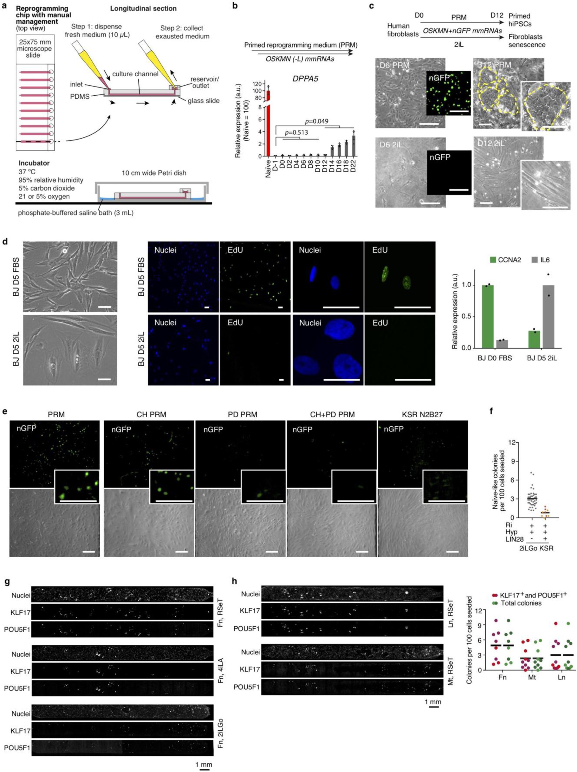 Supplementary Figure 1: Reprogramming of fibroblasts with different media.