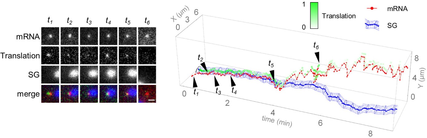 Supplementary Figure 1