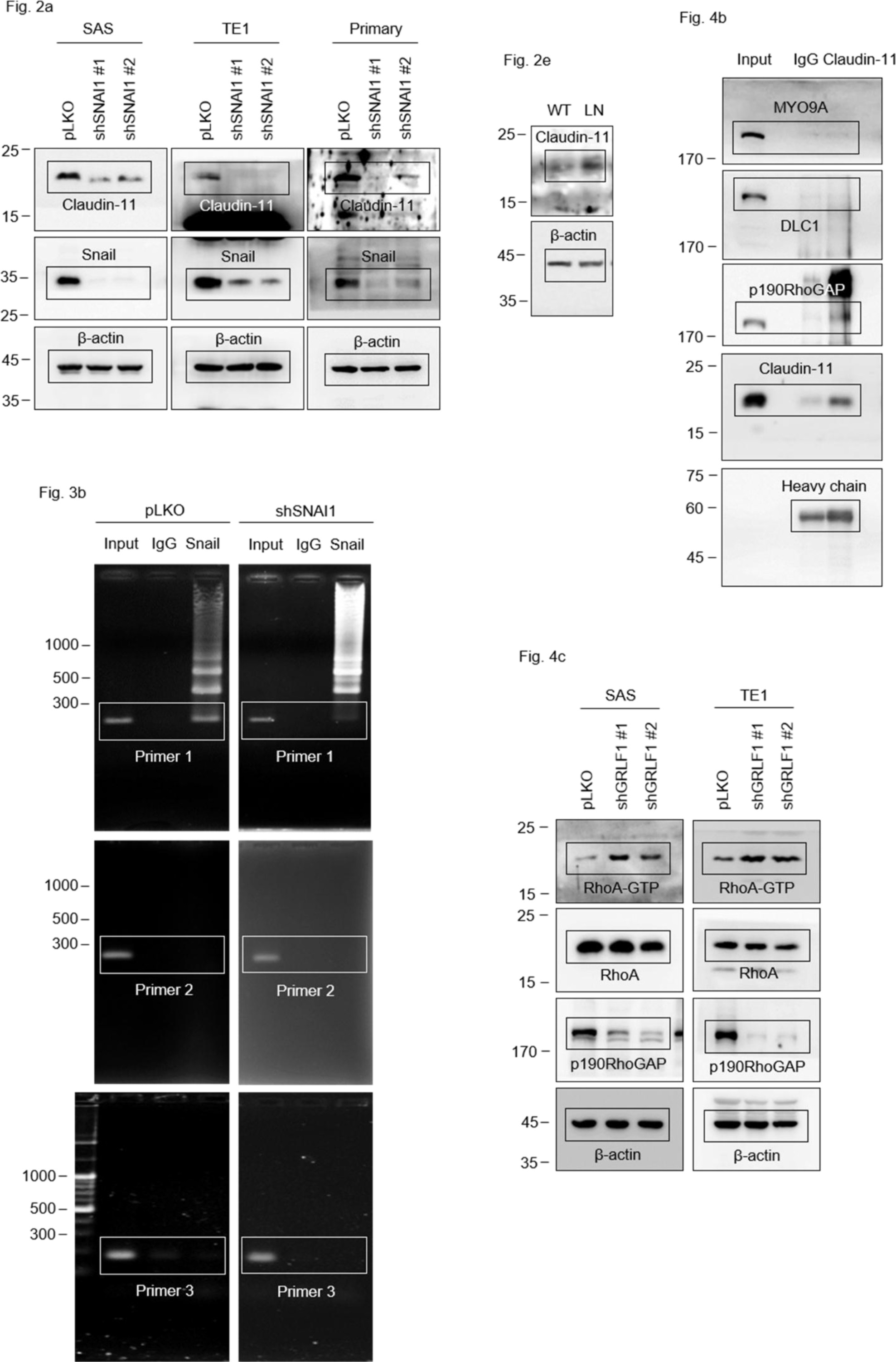 Supplementary Figure 8