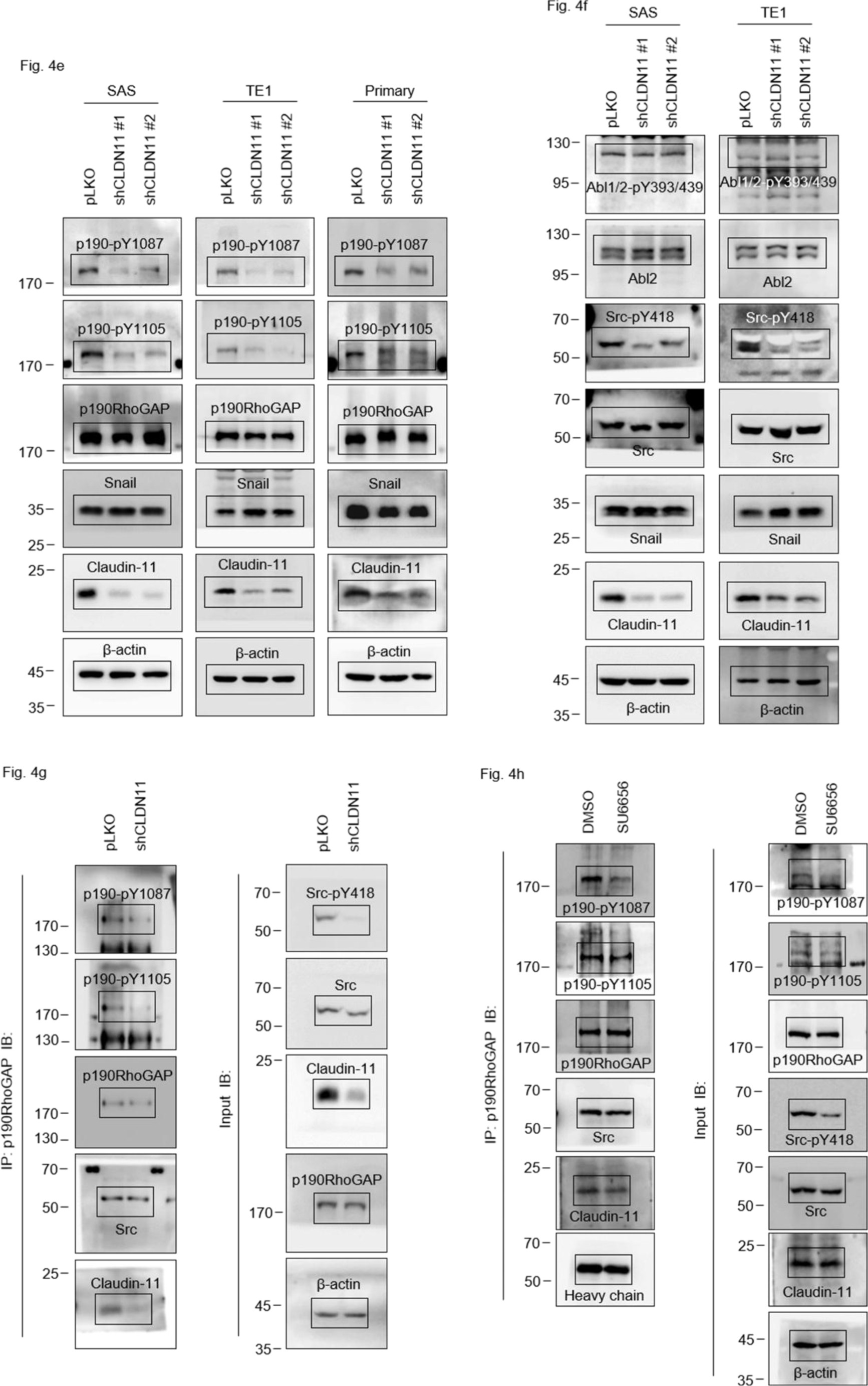 Supplementary Figure 8